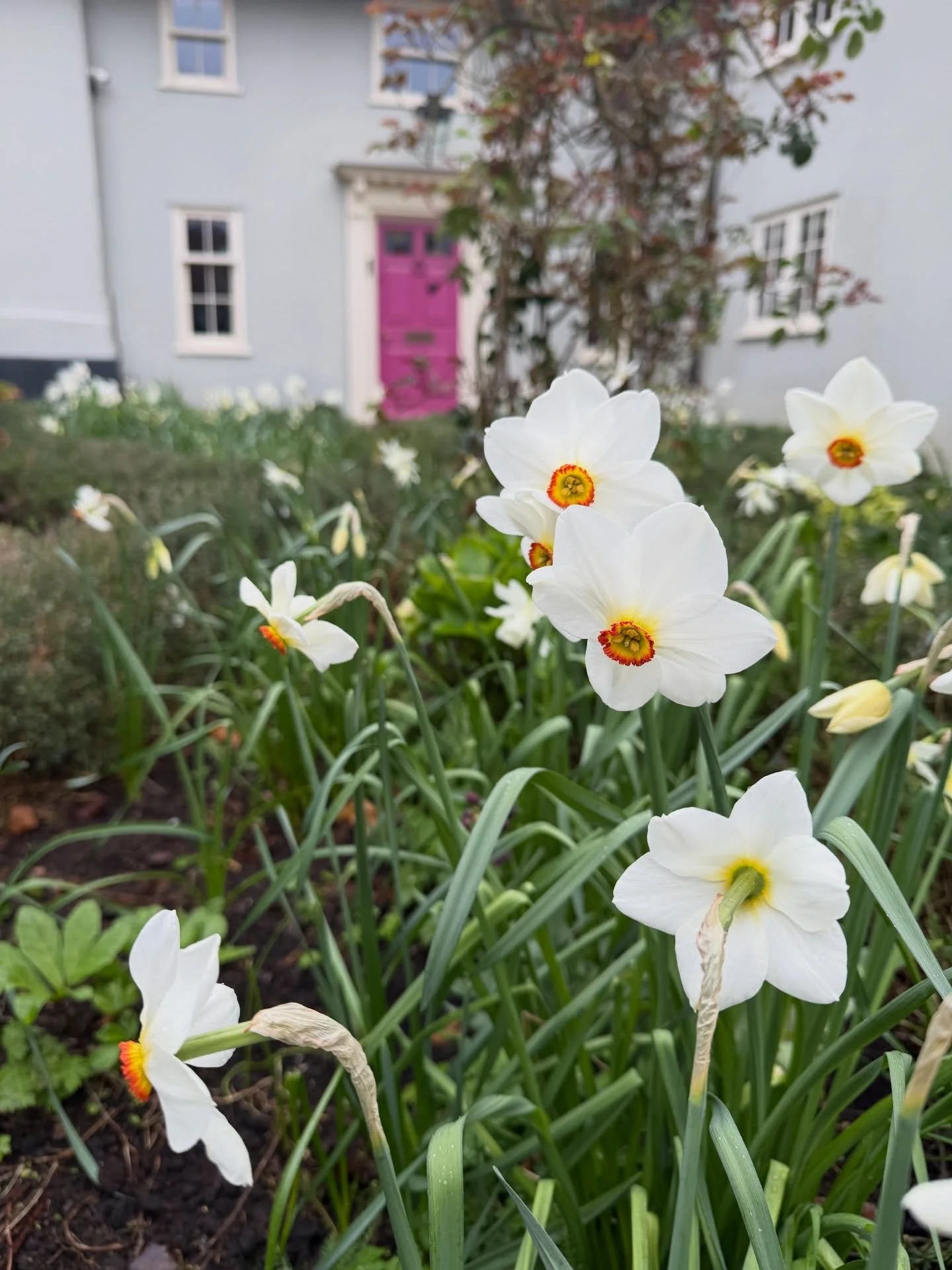 Narcissi poeticus &lsquo;Actaea&rsquo;, getting better every year in our front garden. Also fantastic for naturalising in grass. 5/5, would recommend! 

PS Save this for your bulb shopping lists in autumn.
