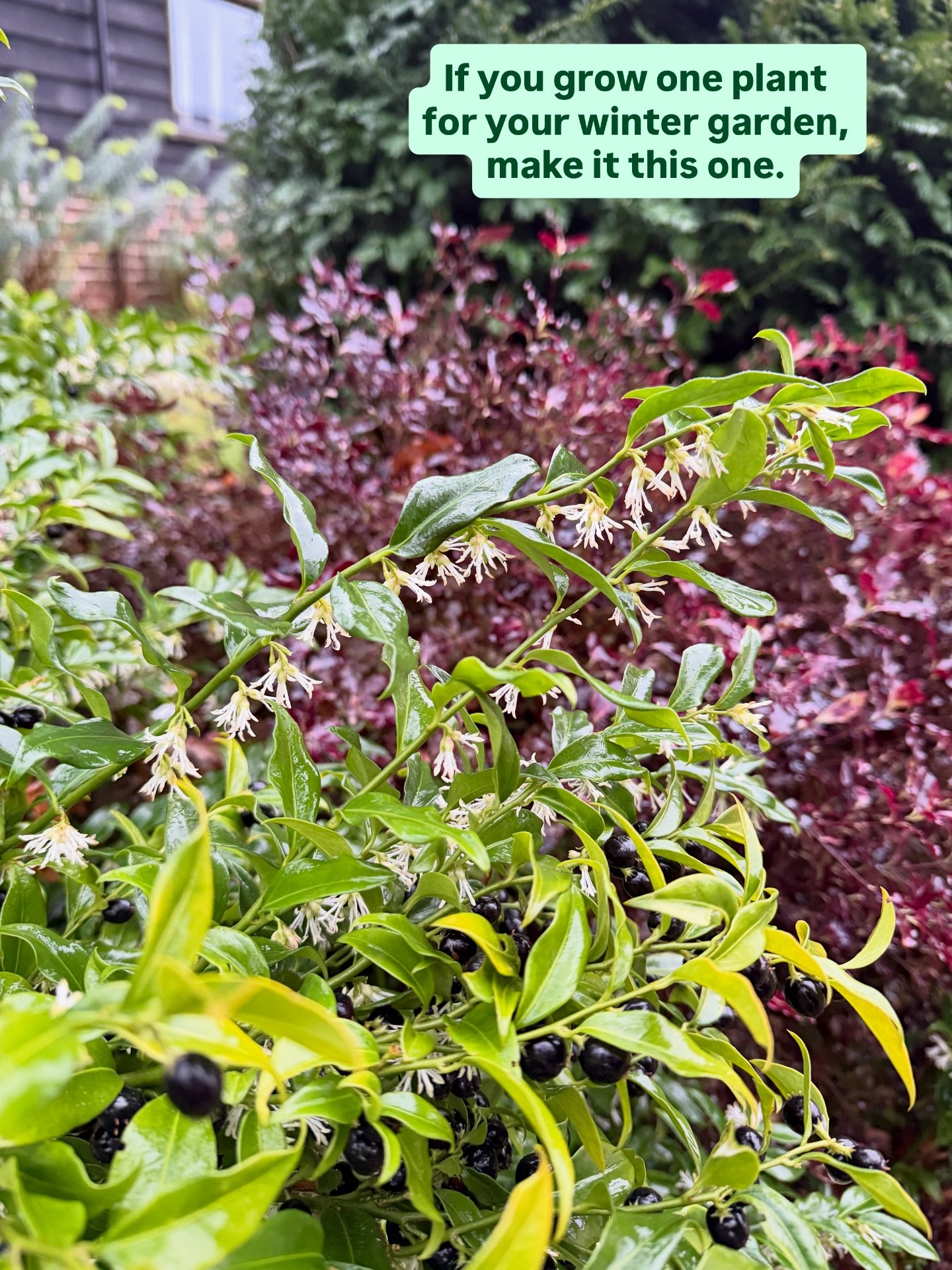 Sarcoccoca confusa is one of my top winter plant choices. Perfect for a shady/partially sunny spot, plant it in an enclosed corner or by a window or door to appreciate its incredible, honeysuckle-like scent. 

Pictured here in my garden with the ever