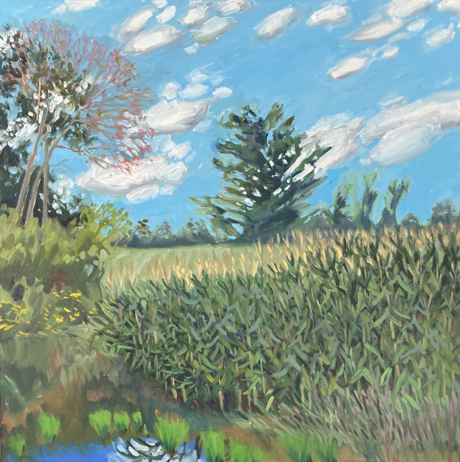 Corn, Black Creek, 26 X 26" — $1,500