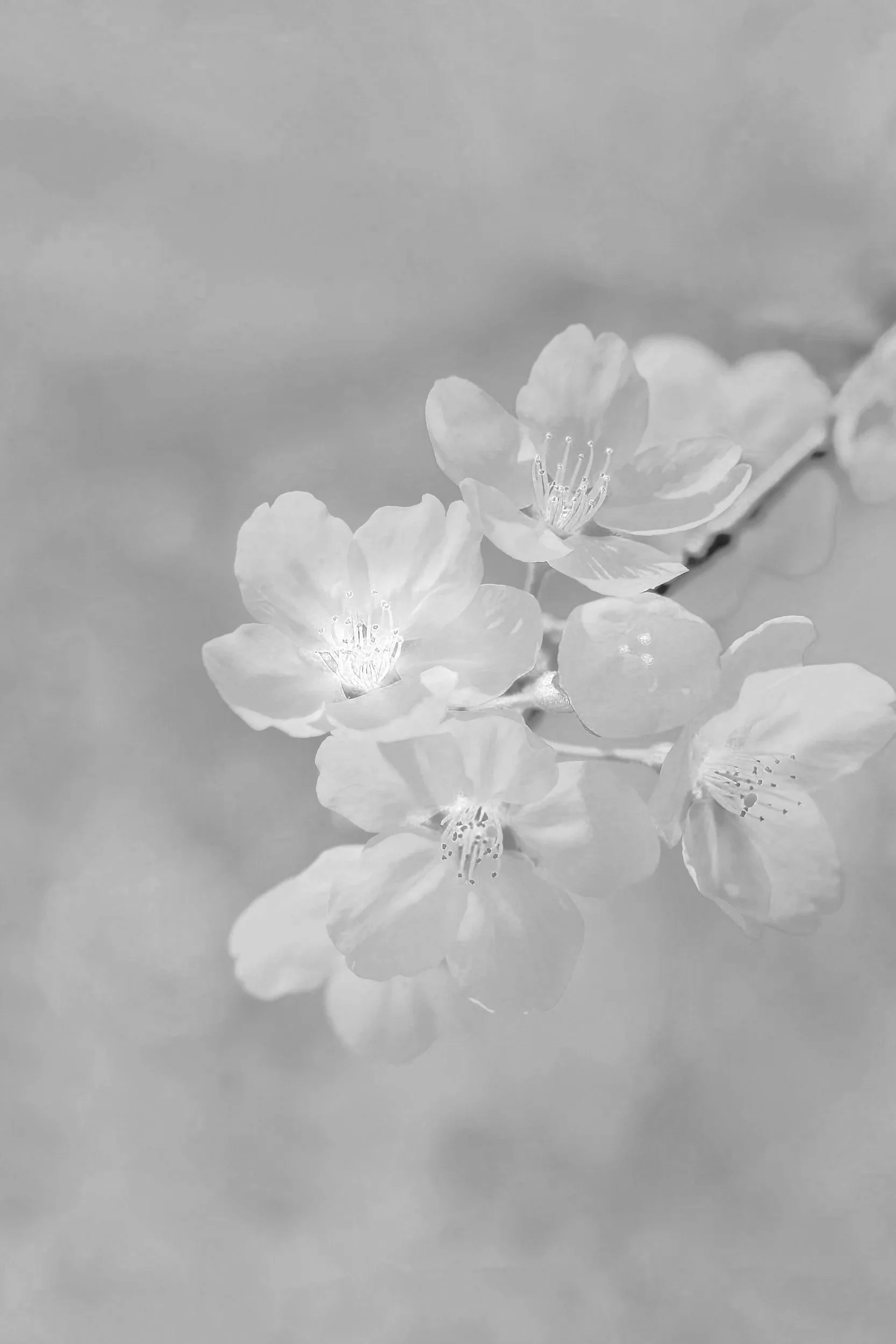 When Grief Has No Script: Finding Support After Pregnancy Loss in San Diego
