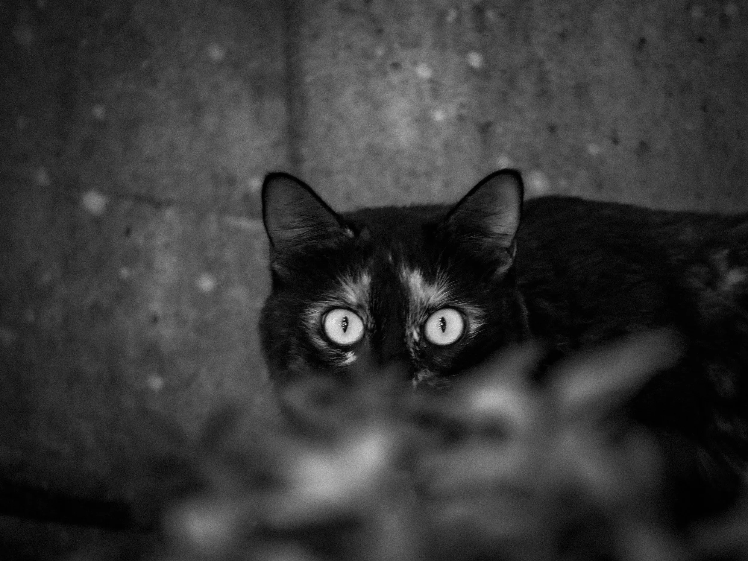 Building Confidence as a Shy Introvert