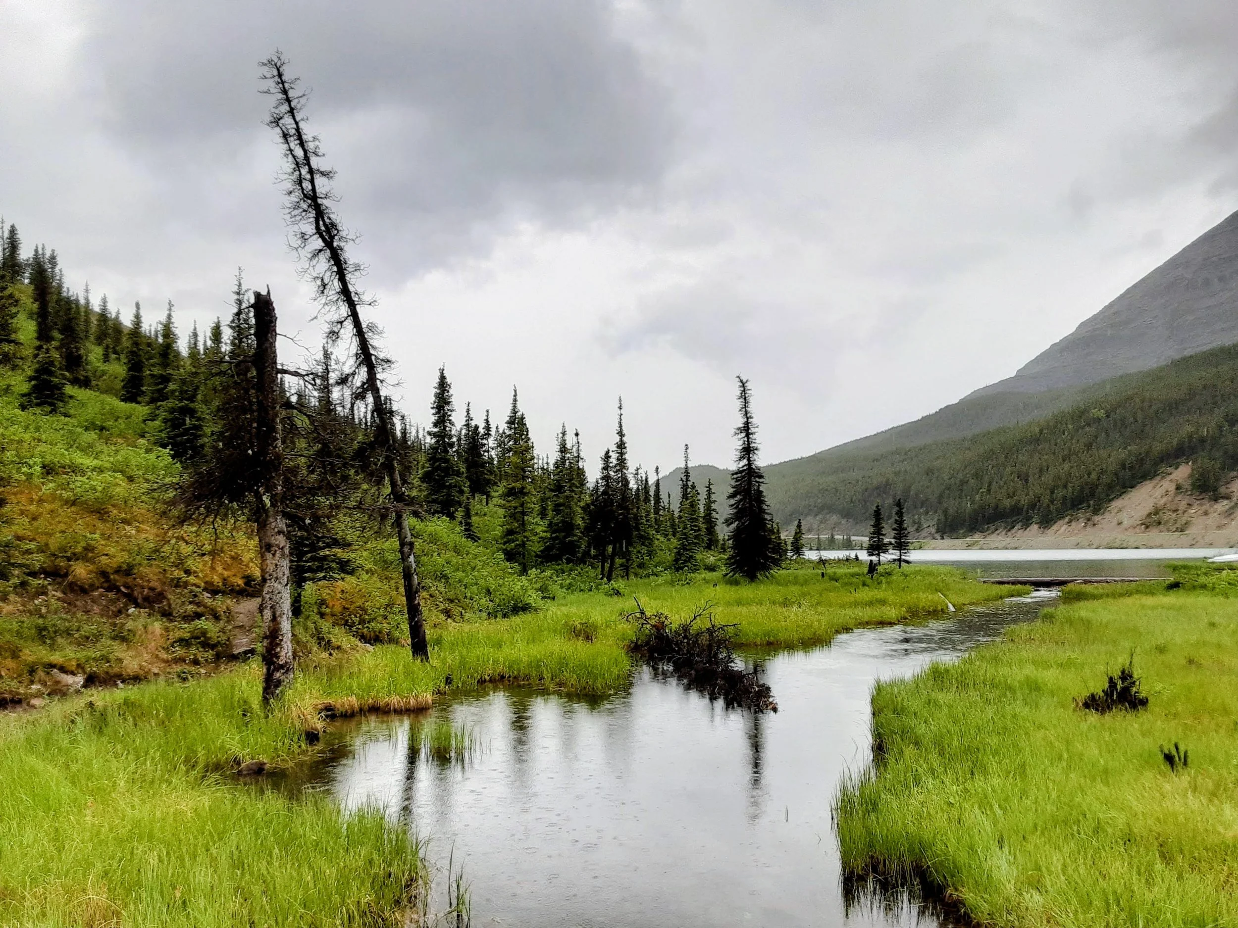 A peaceful mountain landscape with a small stream flowing through green grass, tall pine trees, and a mountain in the background under a cloudy sky.