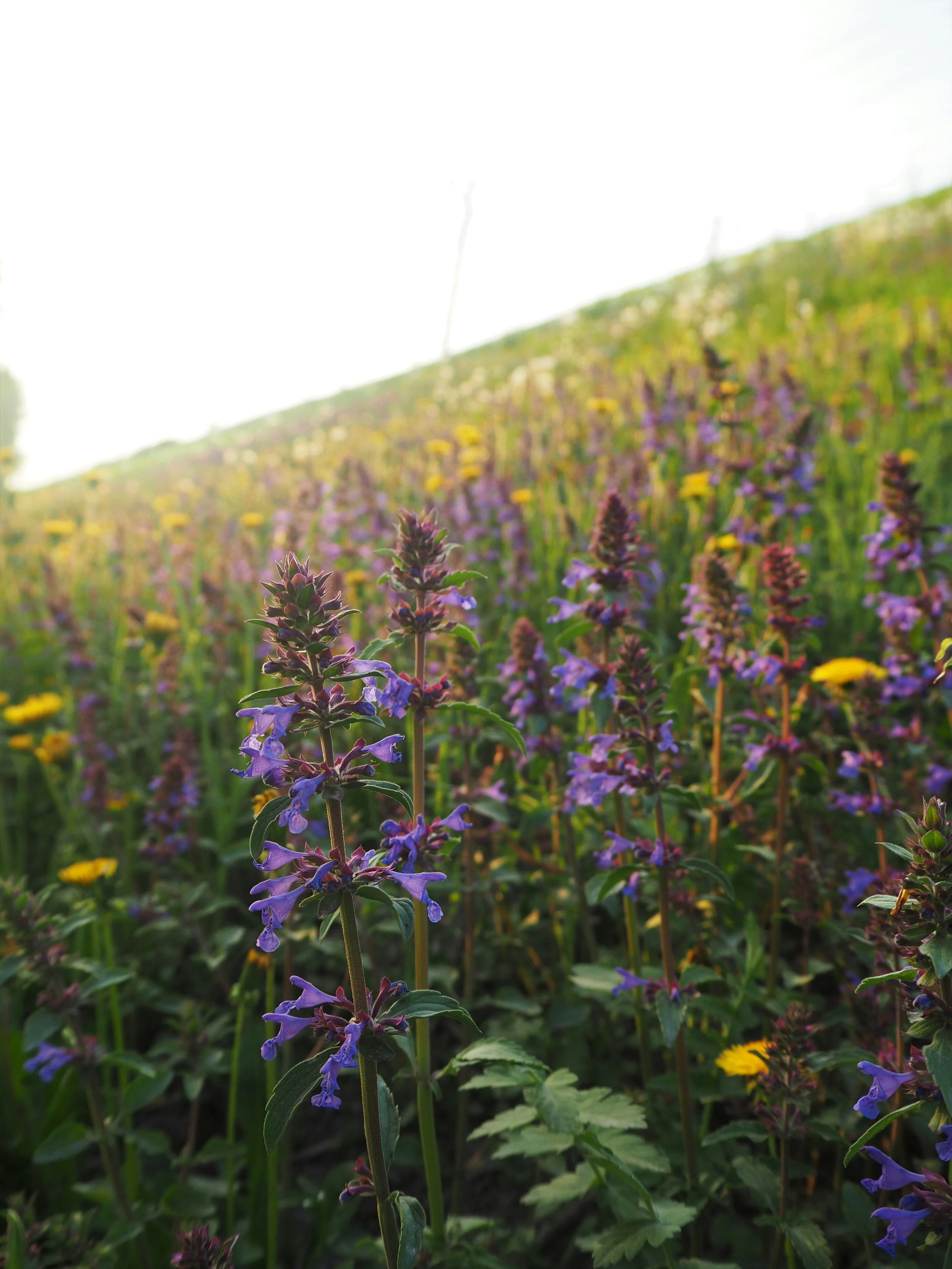 Wildflowers in a sunlit field representing Mona, Utah's open rural landscape