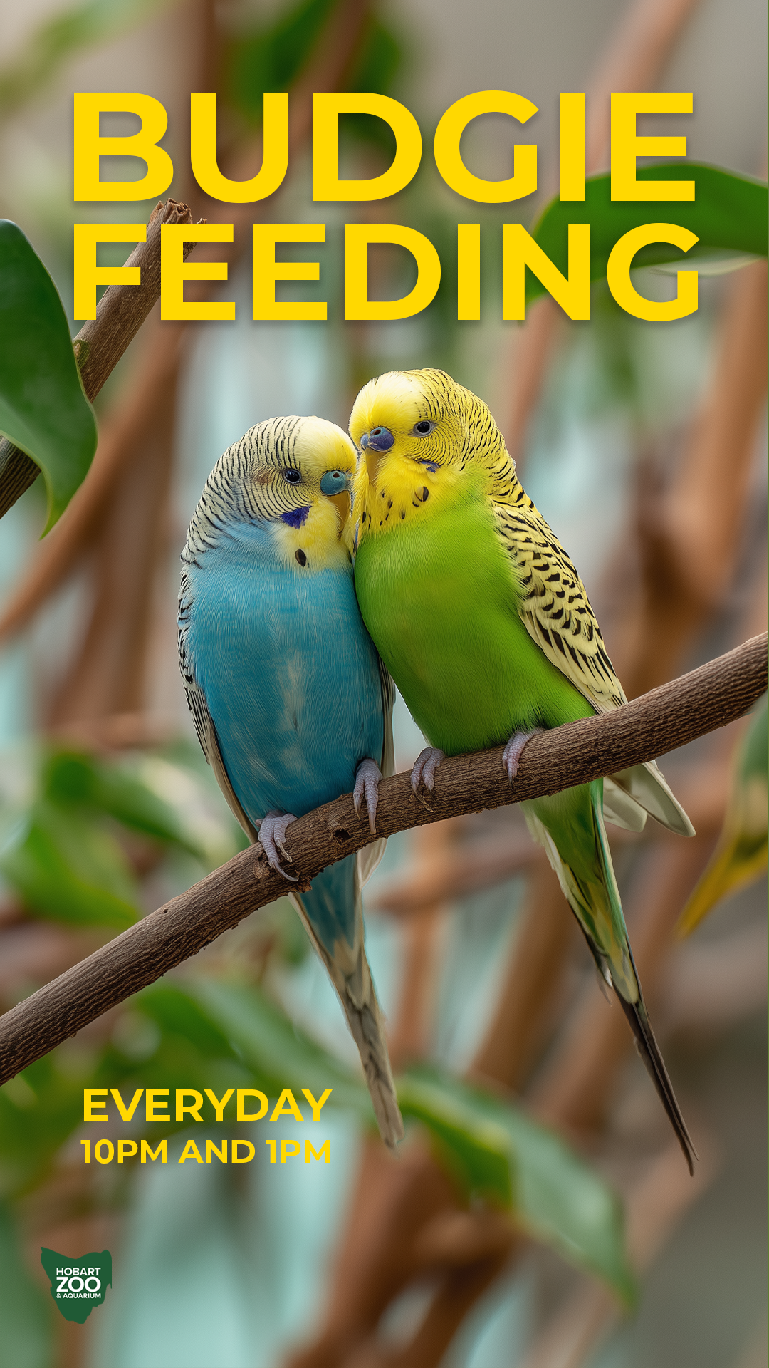 Story 6 - BUDGIE FEEDING - a.png