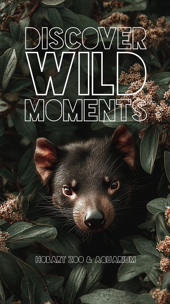 IG Stories - Discover Wild Moments.png