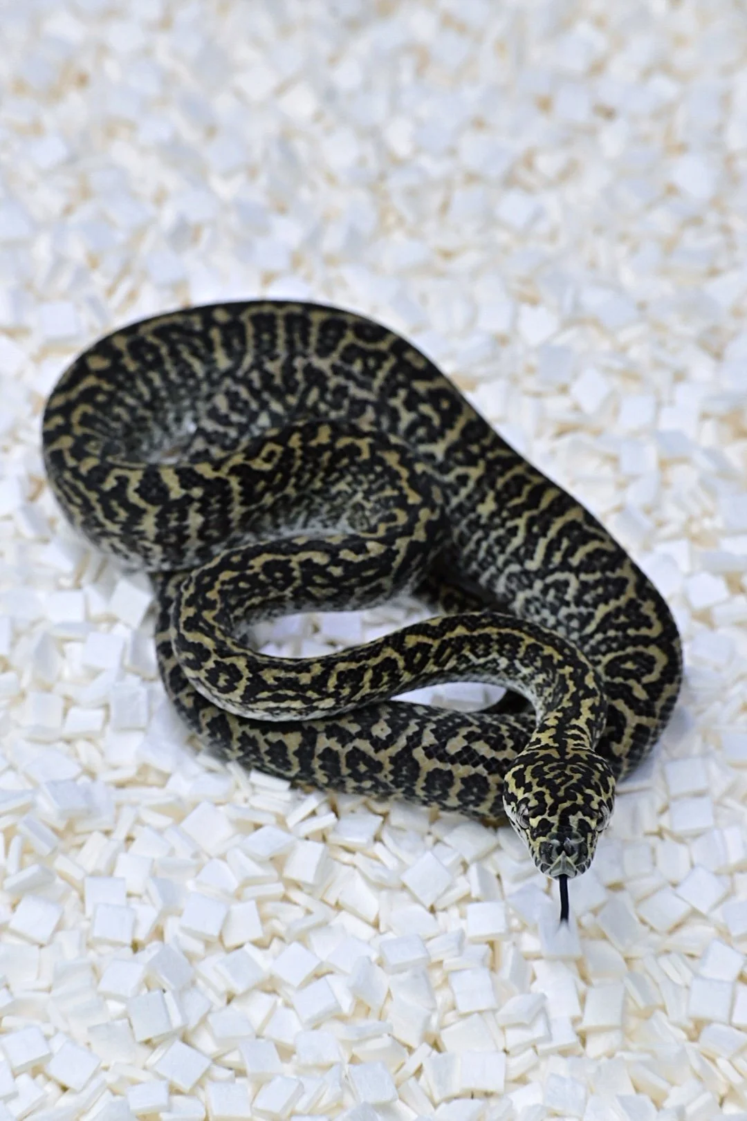 Zebra 100% Het Granite 50% Het Axanthic (Male)