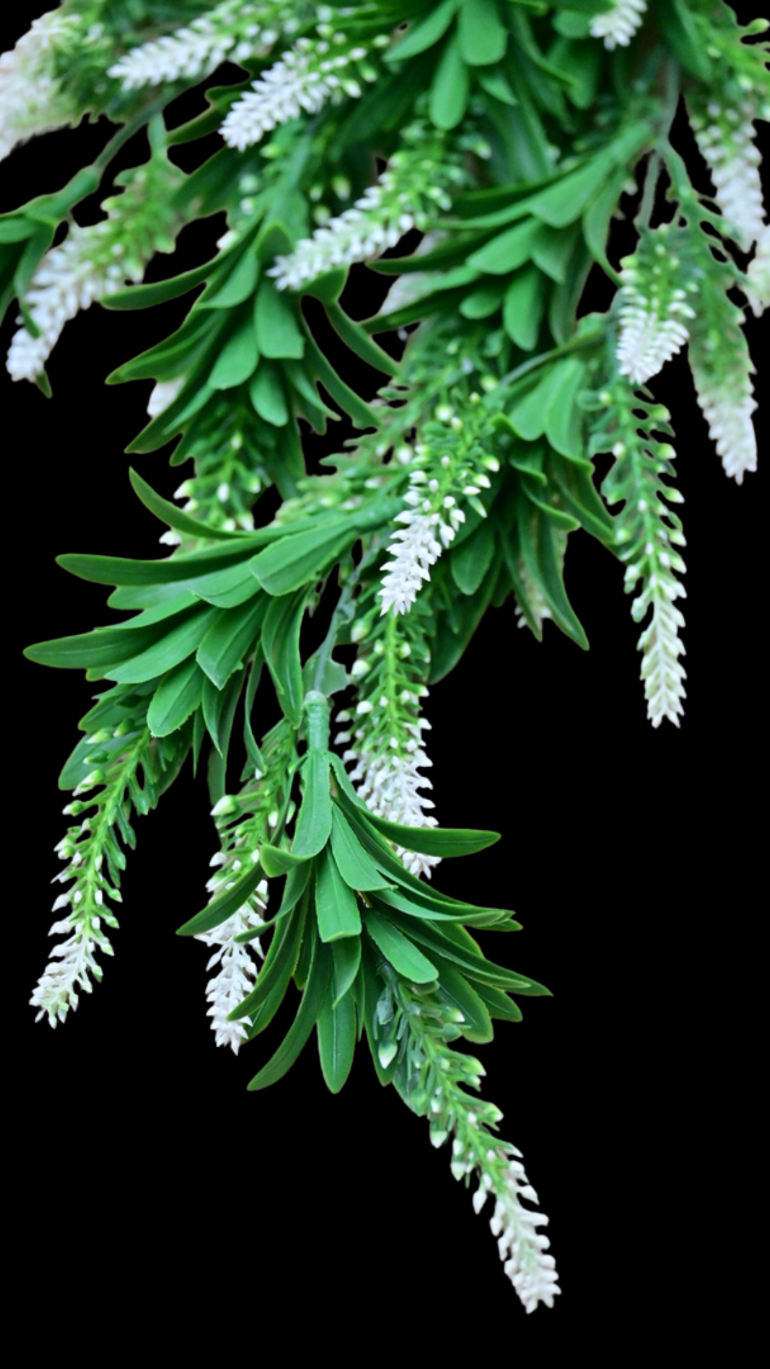 Lavender Hanging Bush