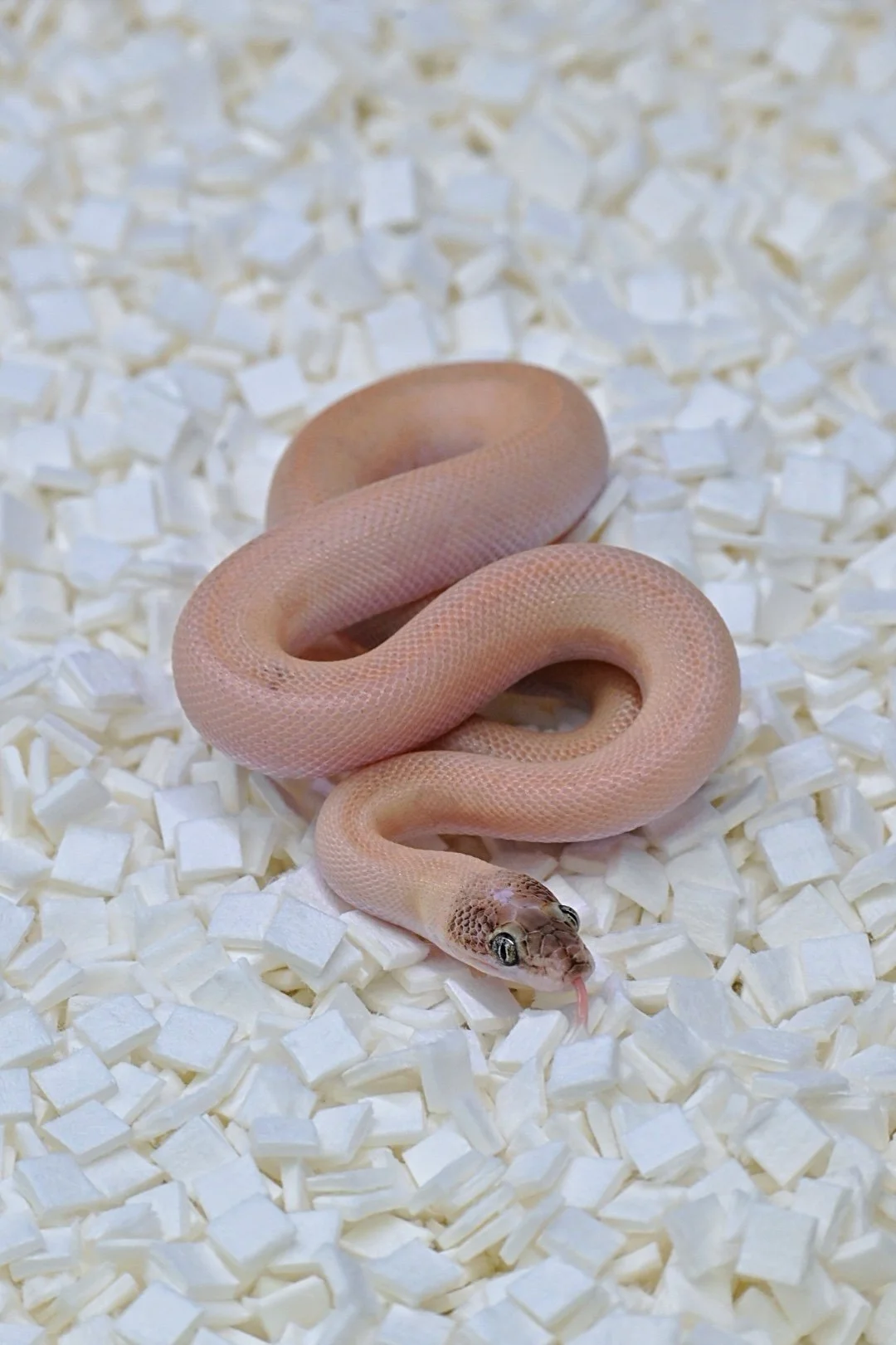 White Line Marble (Female)