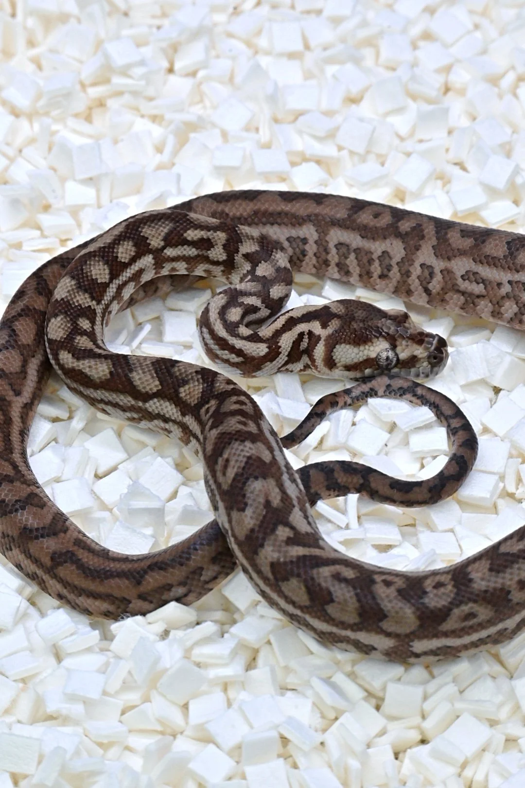 Caramel 100% Het Silver Pepper 50% Het Albino (Male)