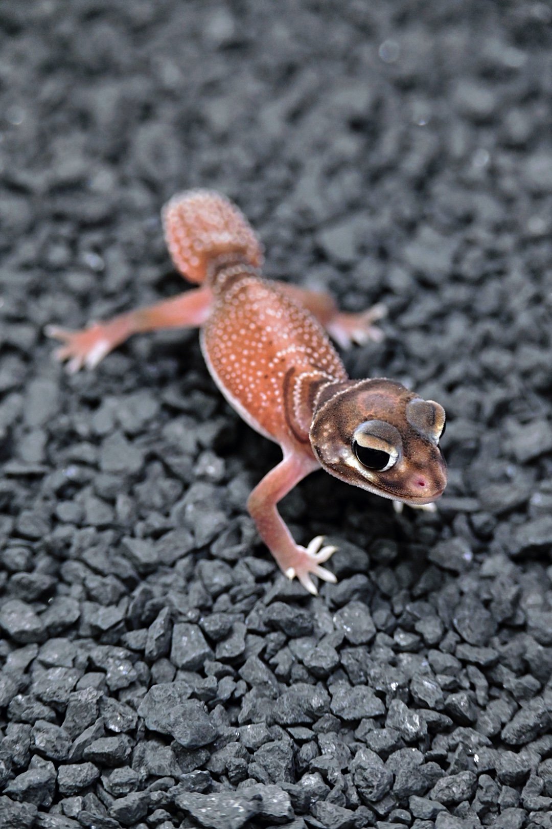 Smooth Knob Tail Gecko 100% Het Patternless (Female)
