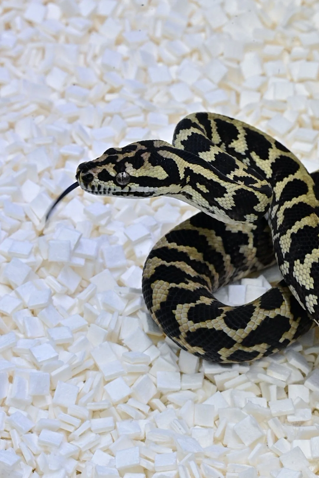 93.75% Jungle 100% Het Axanthic (Female)