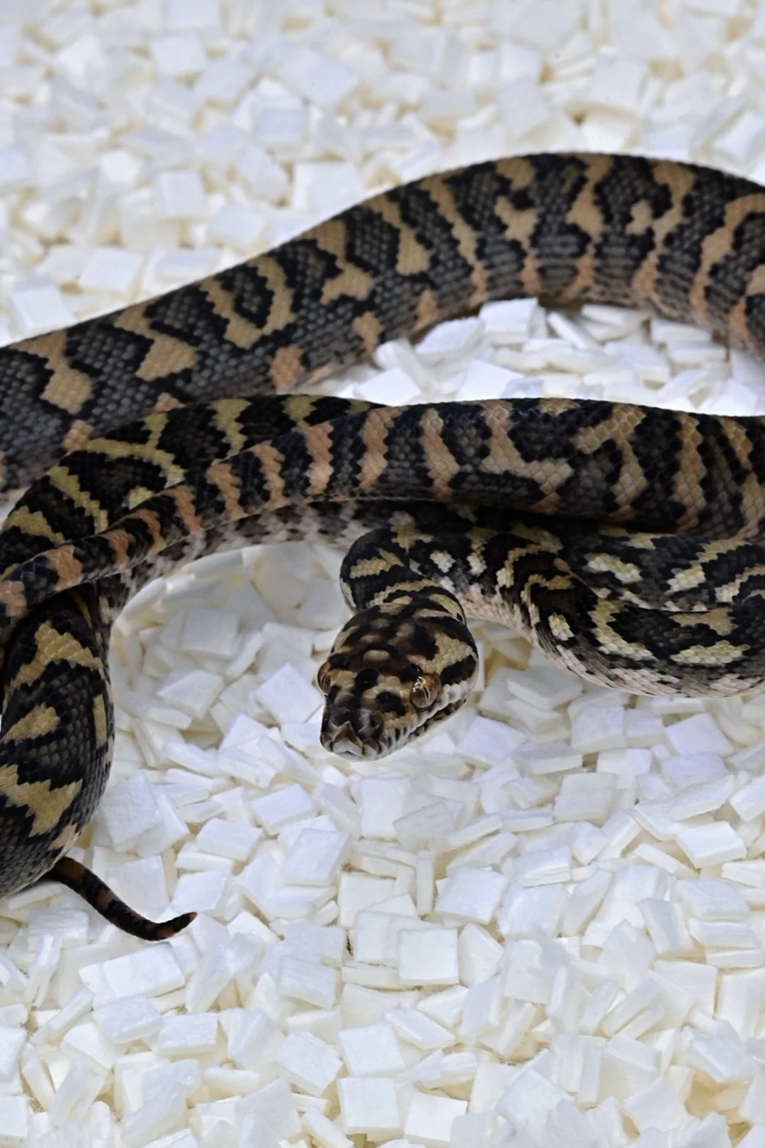 66% TH Albino/Ax/Granite (Female)