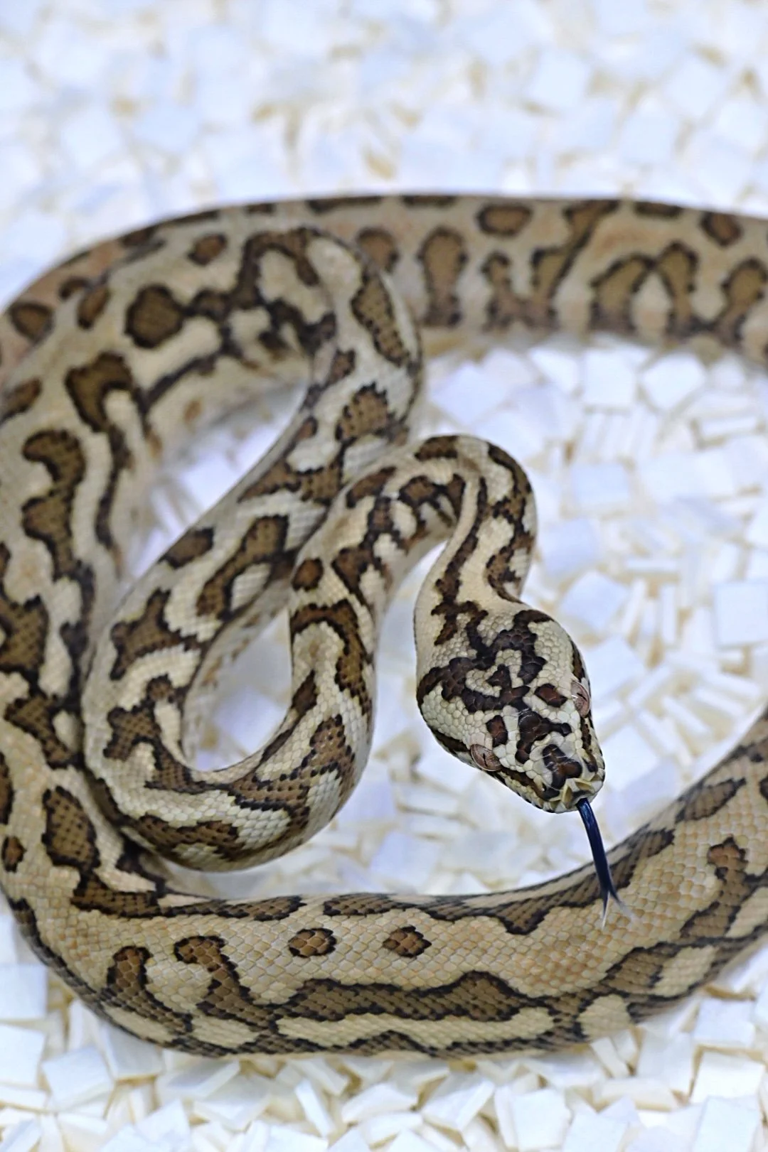 Caramel Zebra Jag (Female)