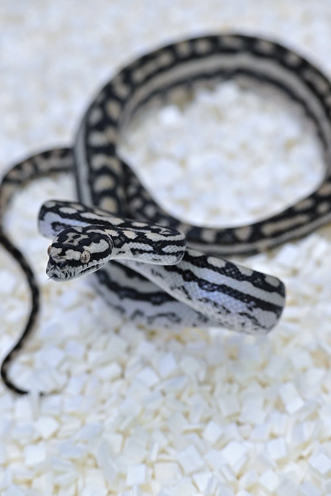 75% MD 100% Het Silver Pepper (Male)