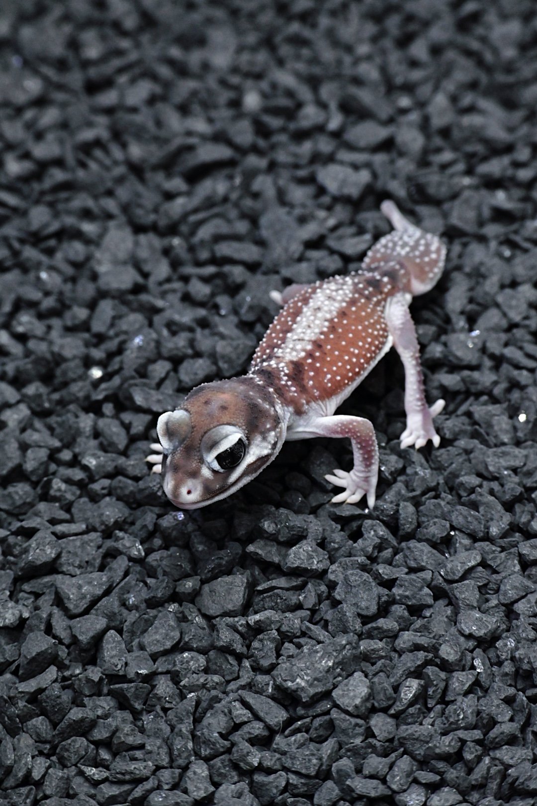Smooth Knob Tail Gecko High White (Male)