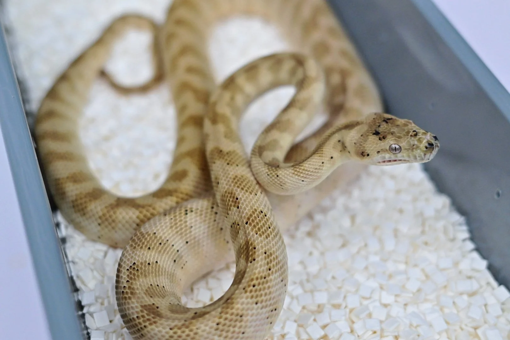 Hypo Jag 100% Het Albino (Female)