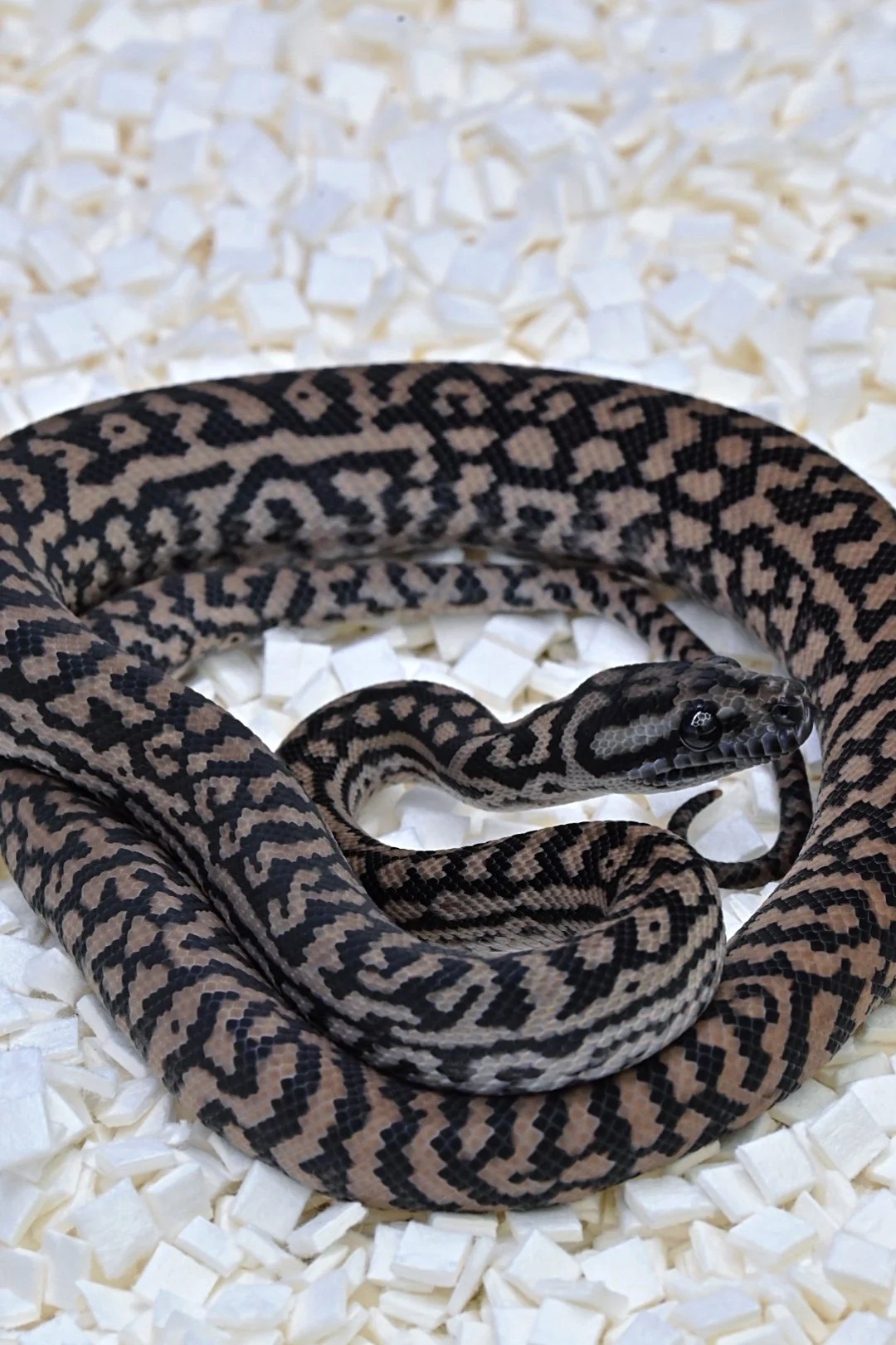 75% MD Silver Pepper (Female)