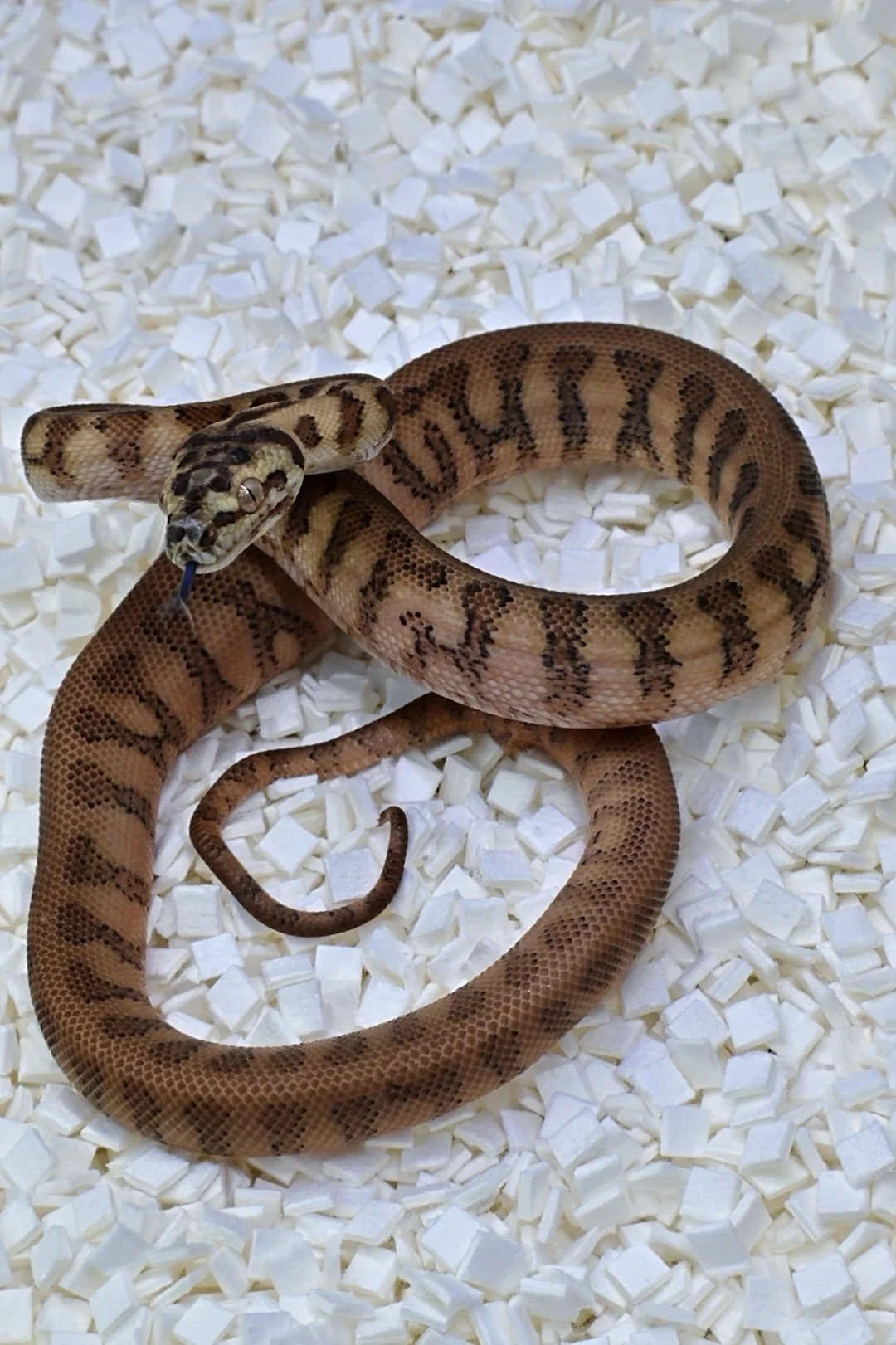 Jag 66% DH Alb/Granite 50% Het Ax (Male)