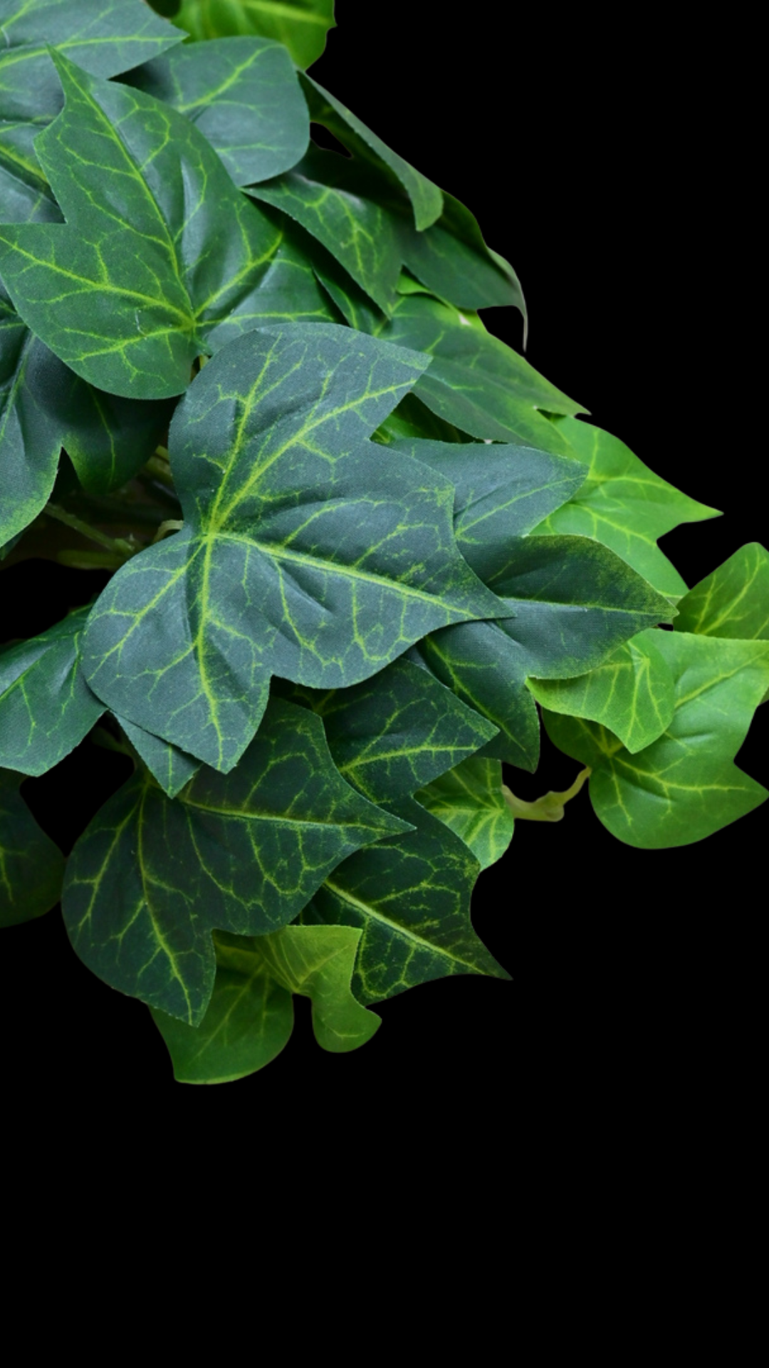 Sweet Potato Hanging Bush