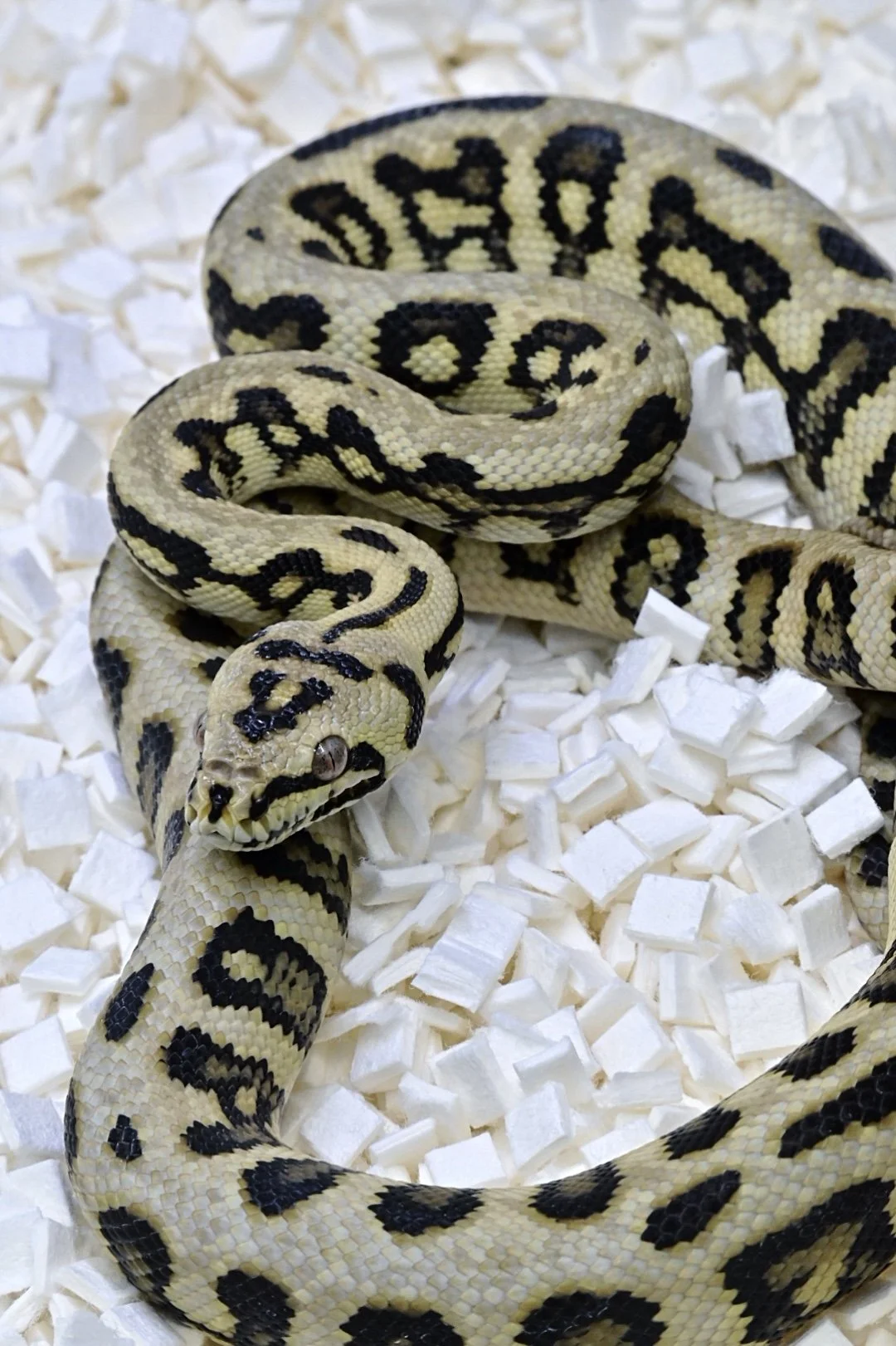 93.75% Jungle Jag 100% Het Axanthic (Male)