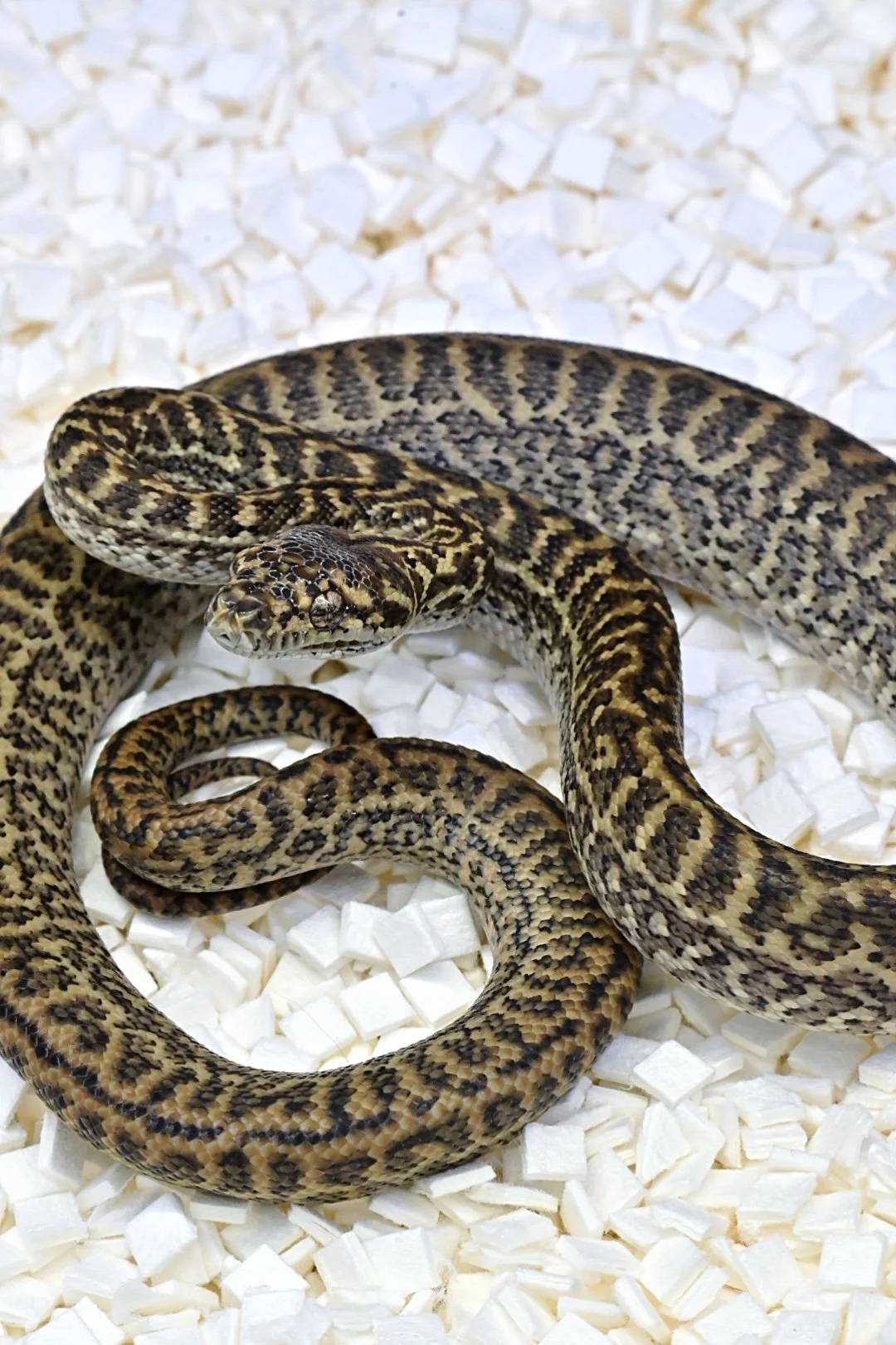 Caramel Zebra 100% Het Axanthic 50% Het Granite (Female)