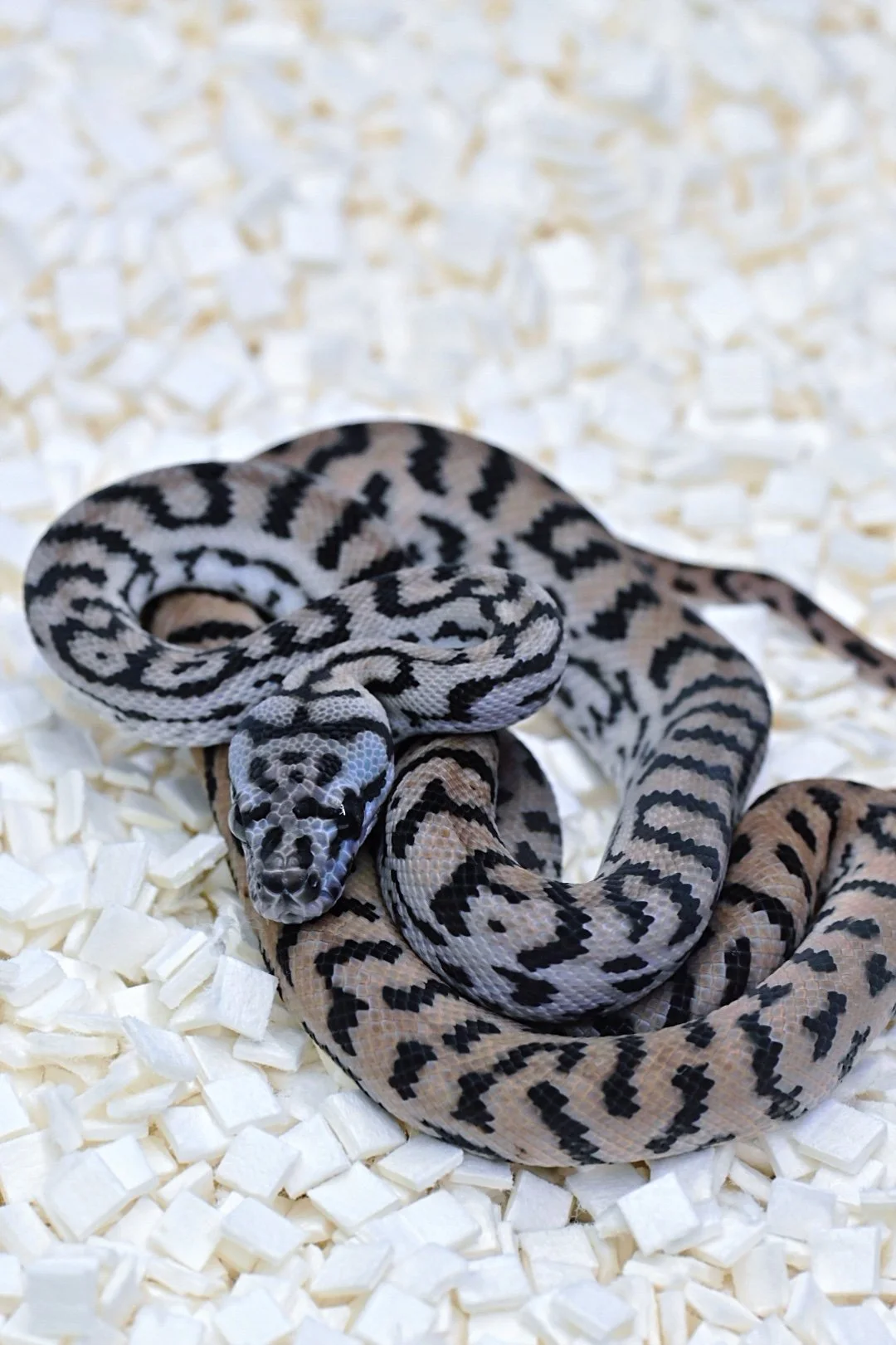 Black & White 75% MD Silver Pepper Jag (Female)
