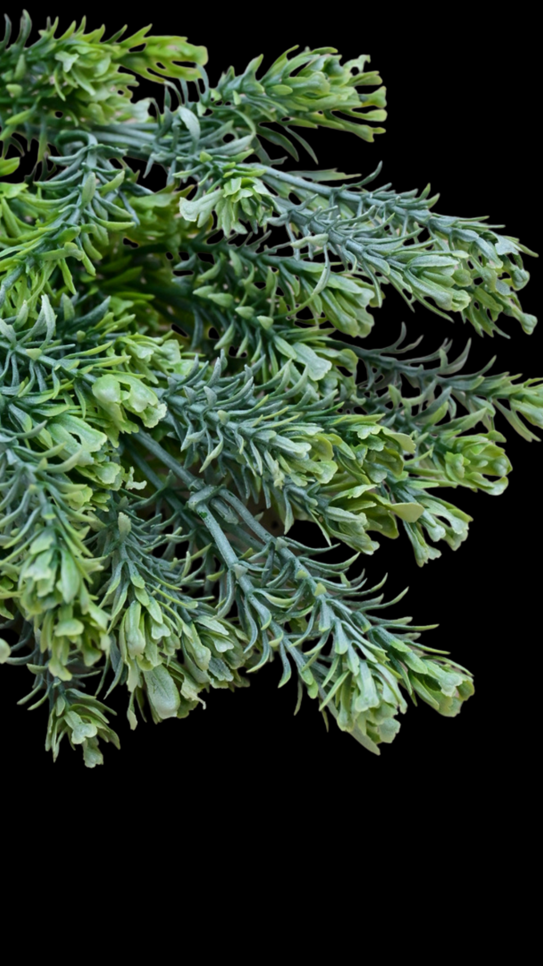 Grass Bush