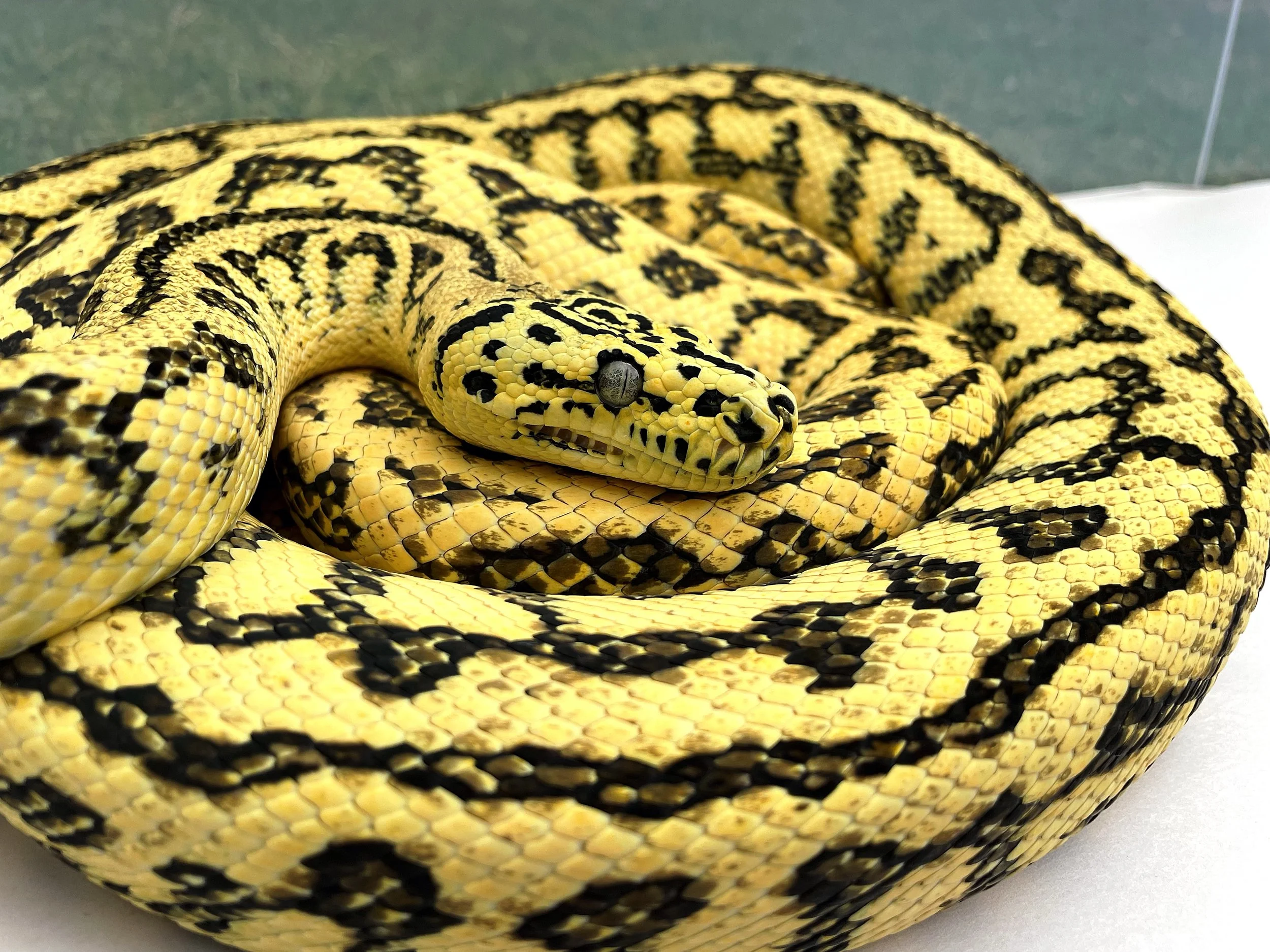 Super Jag Carpet Python
