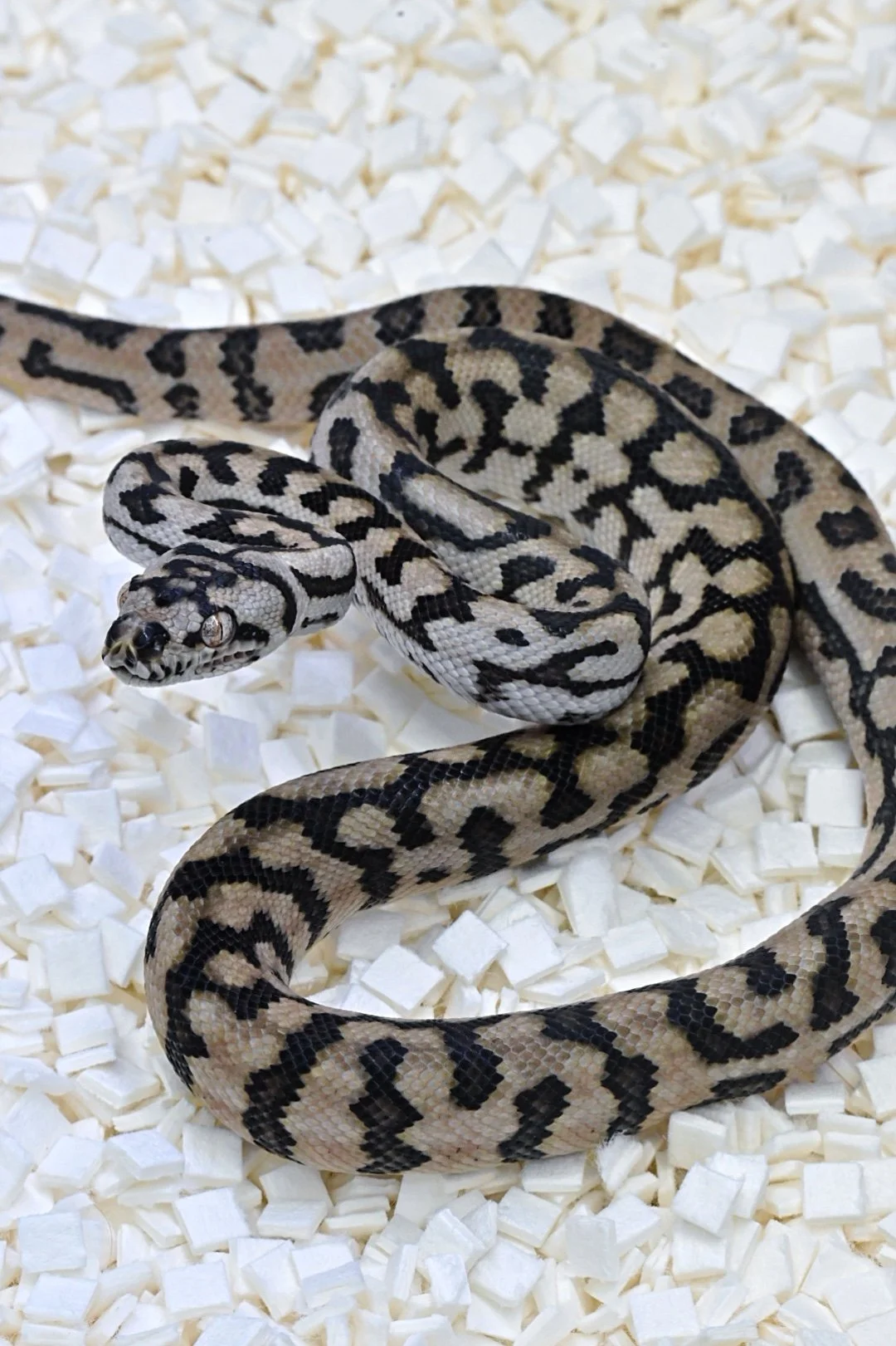 75% B&W MD Jag 100% Het Silver Pepper (Male)
