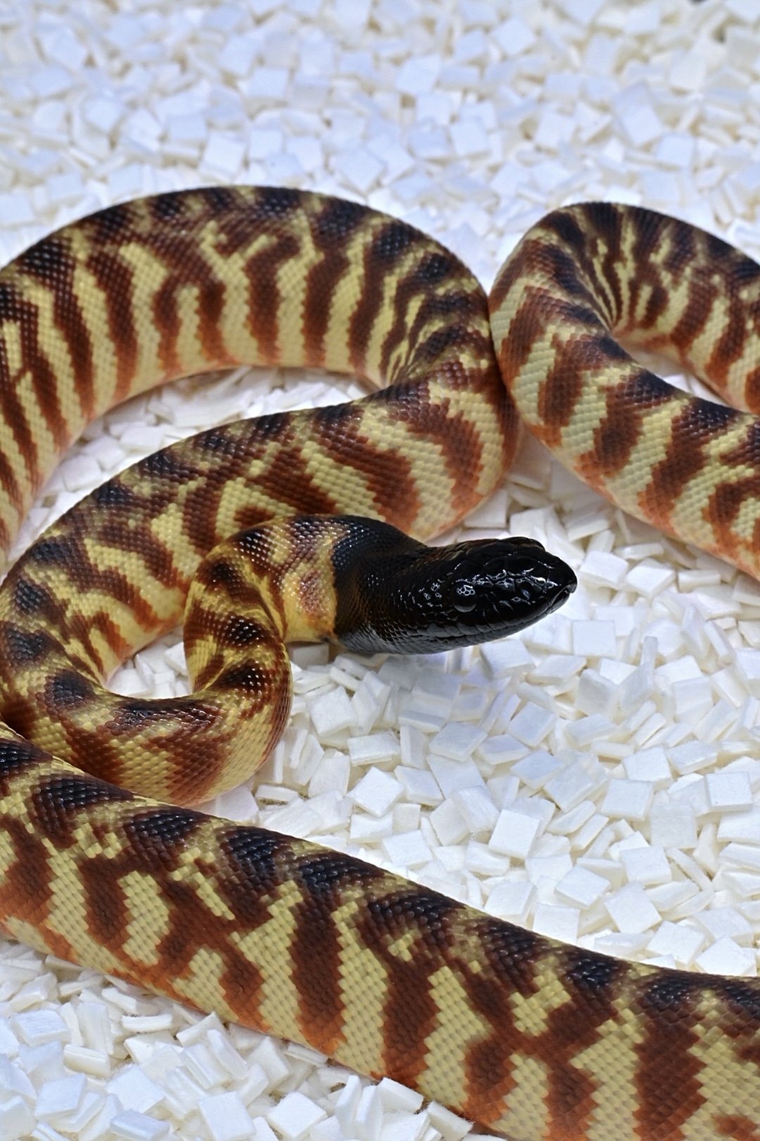 Black-Headed Python (Female)