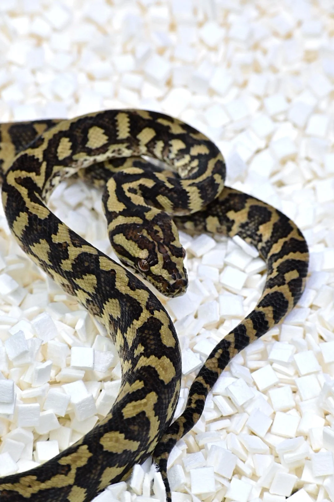 Caramel Zebra (Male)