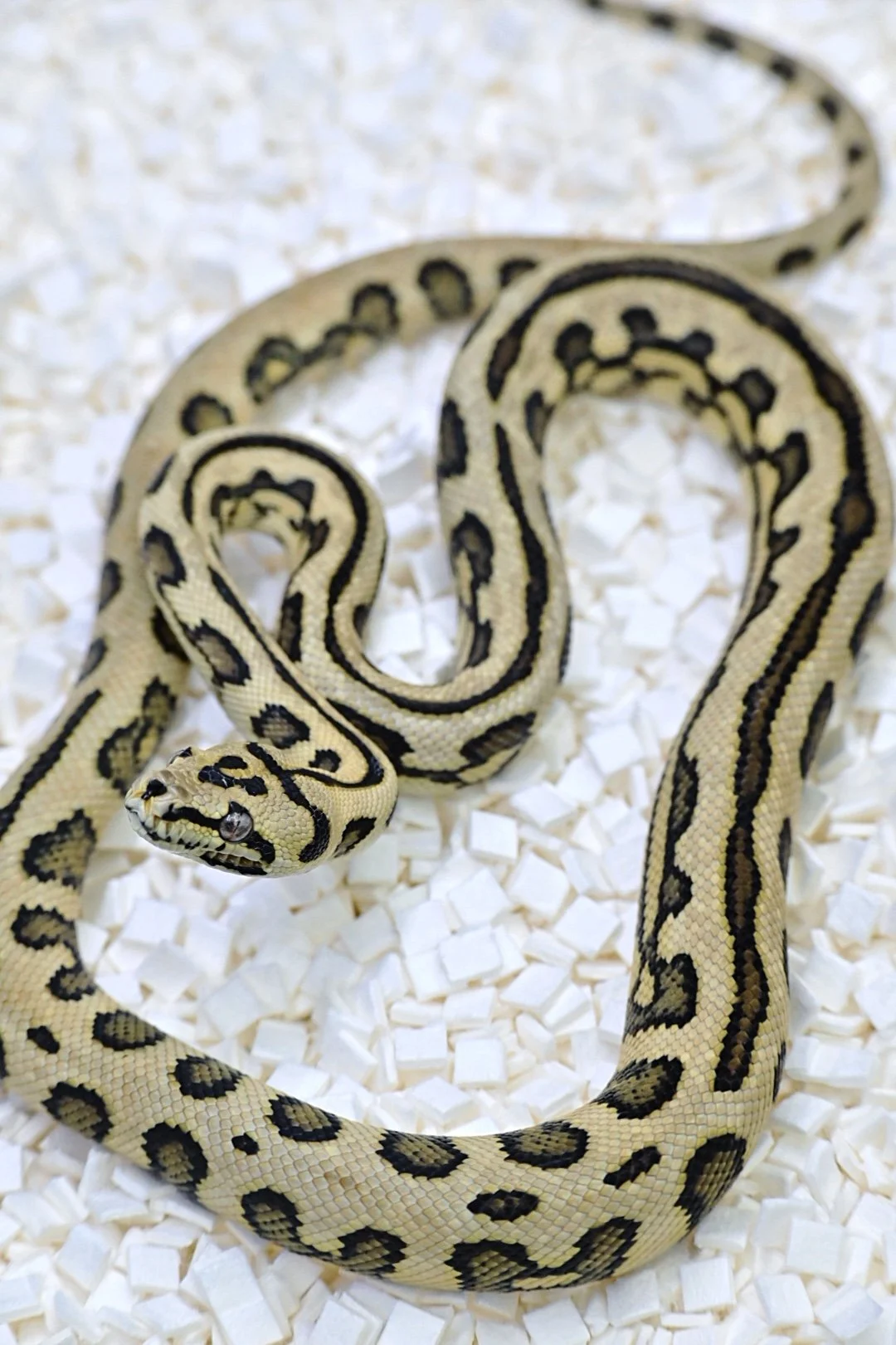 93.75% Jungle Jag 100% Het Axanthic (Female)