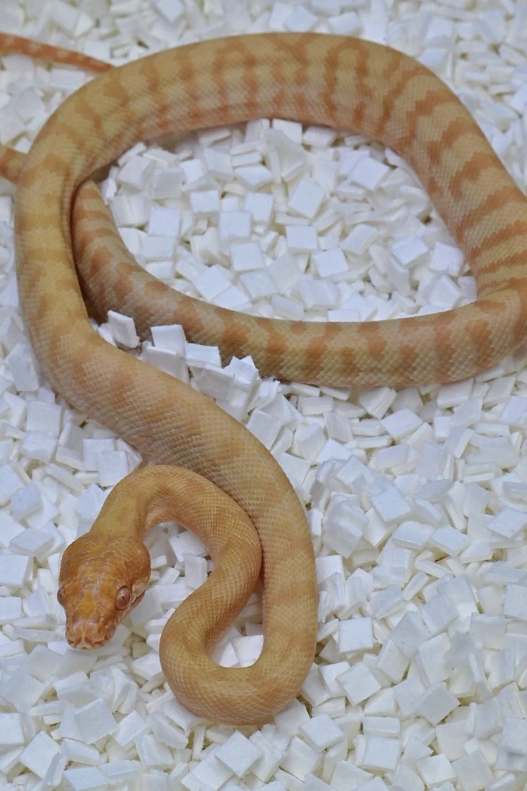 Sunglow 66% DH Ax/Granite (Male)