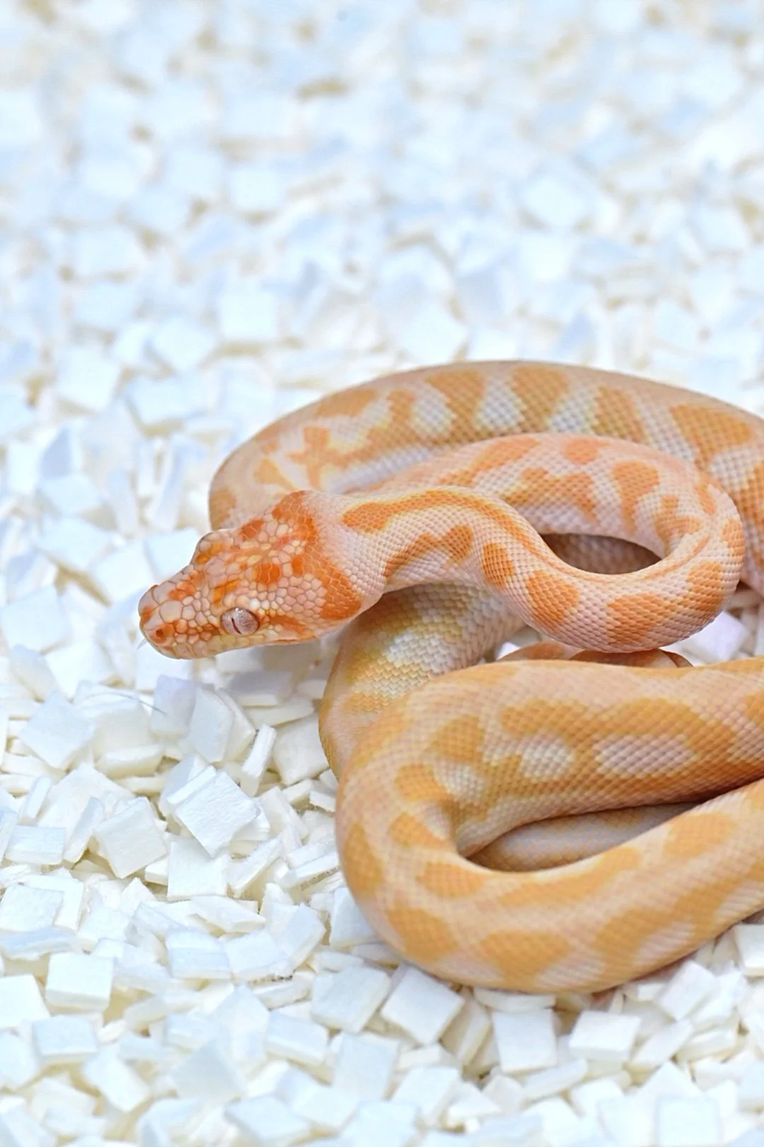 Albino Bredli Jag 50% Het Axanthic (Male)
