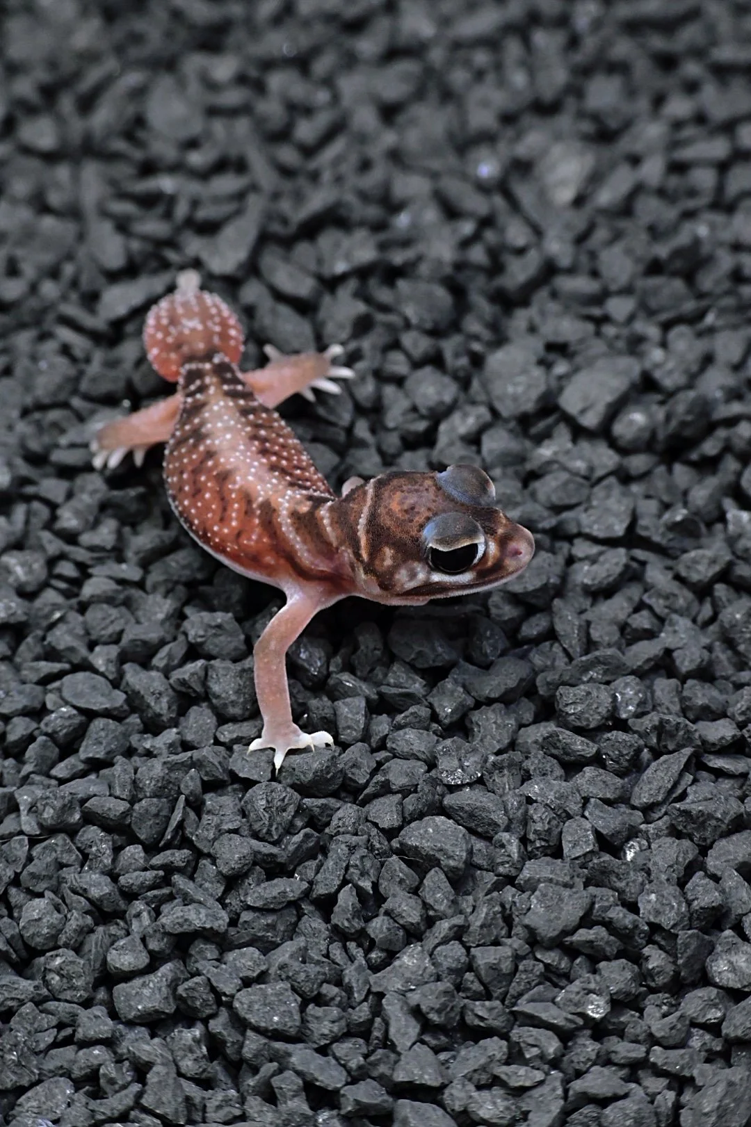 Smooth Knob Tail Gecko 66% DH Albino/ Patternless (unsexed)