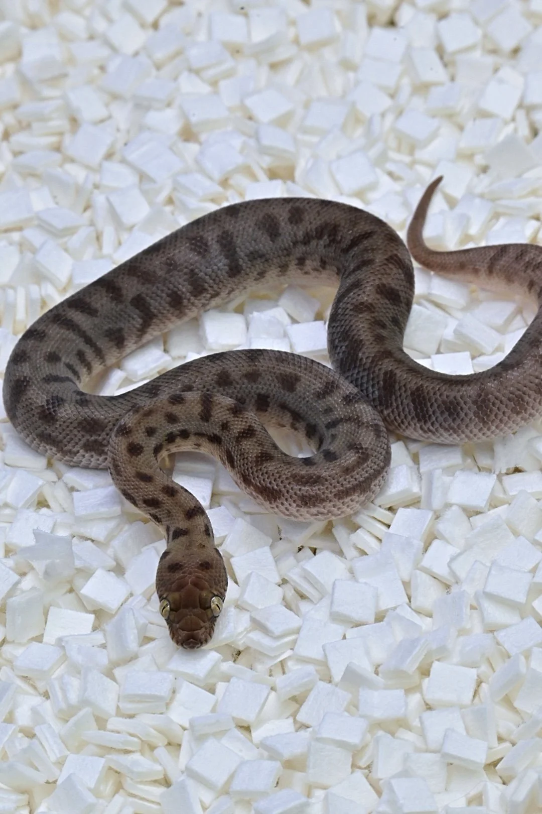 Stimson's Python (Female)