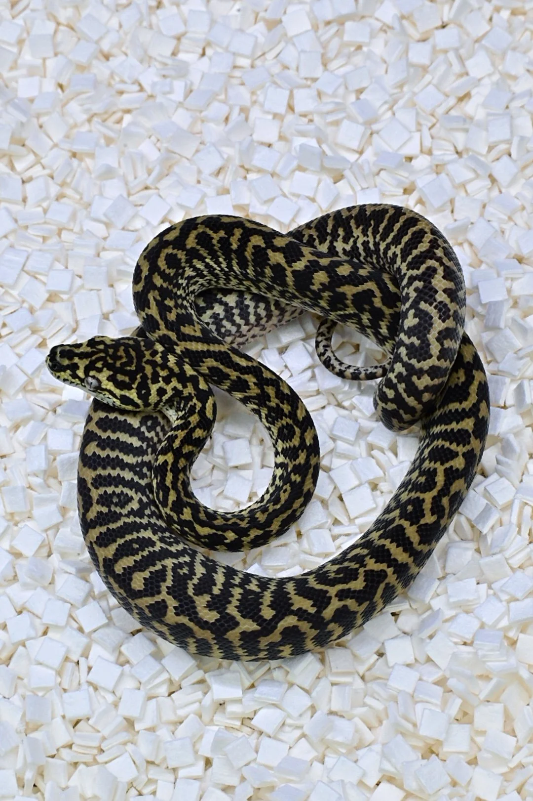 Zebra 100% Het Granite 50% Het Axanthic (Male)