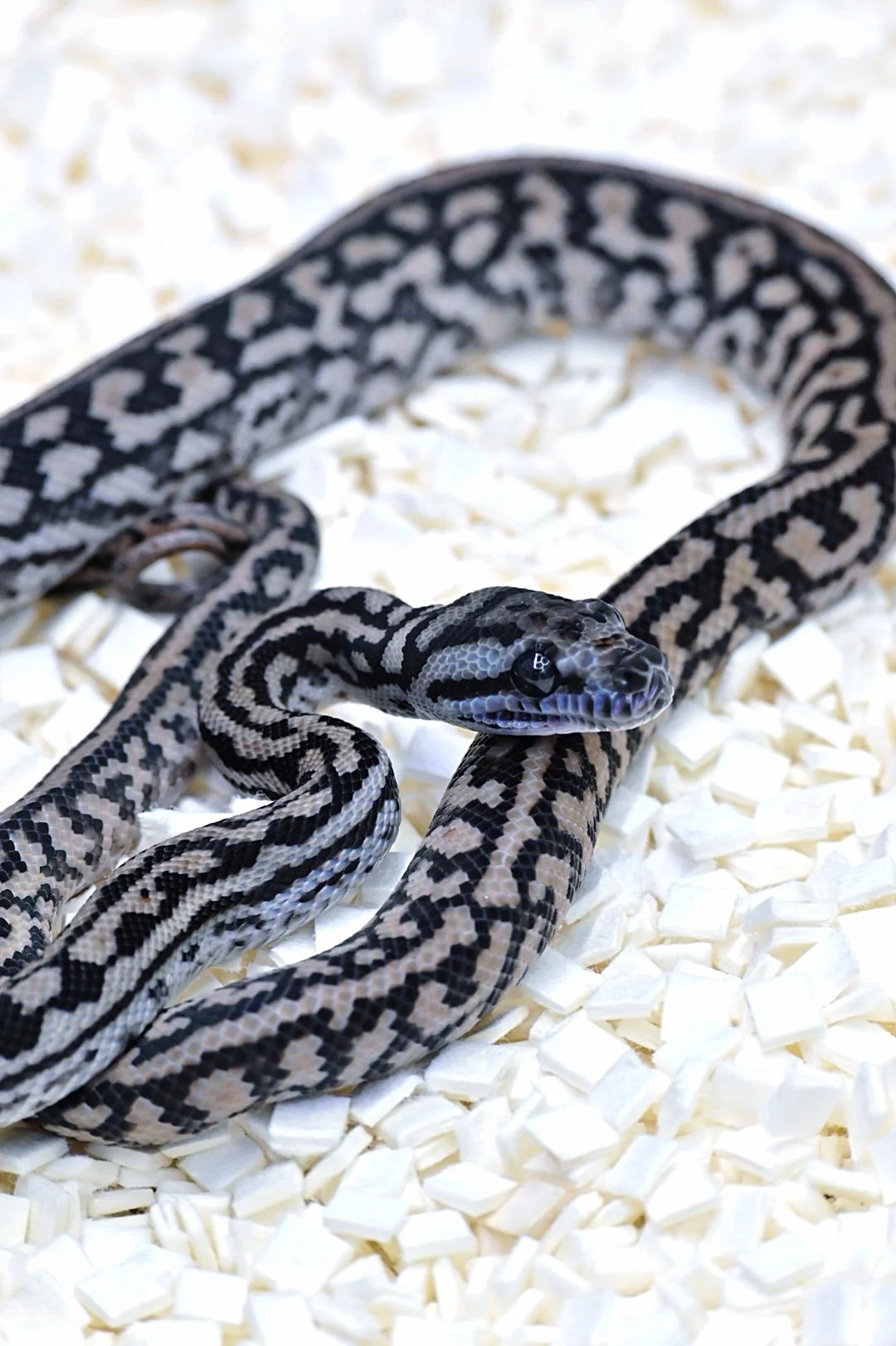 Black & White 75% MD Silver Pepper (Male)