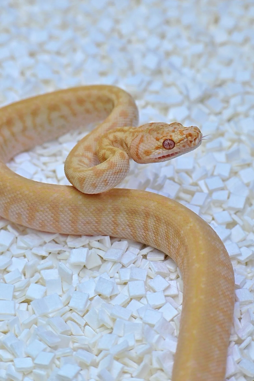Albino Granite Jag 50% Het Ax (Male)