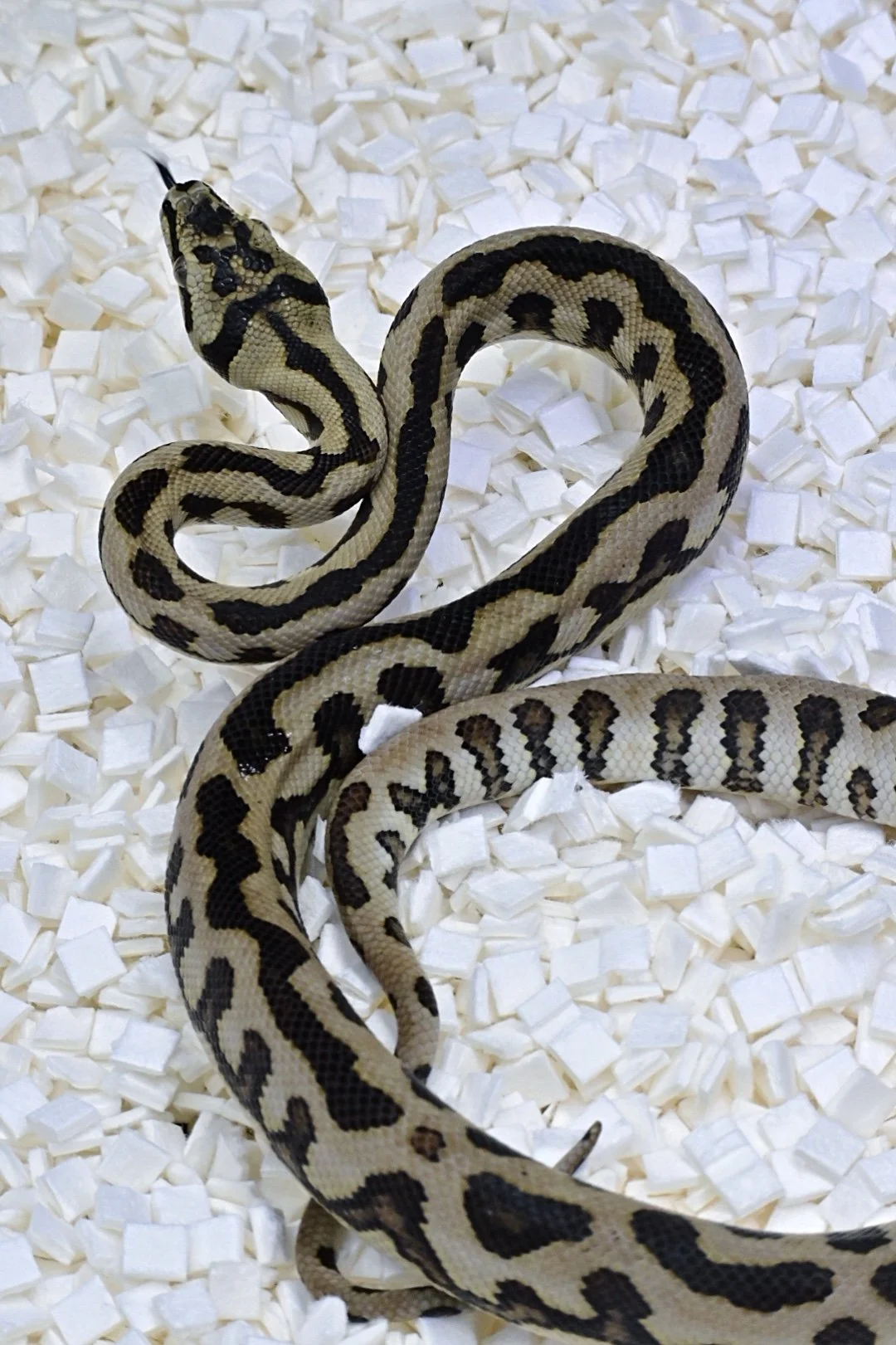 Jag 100% Het Granite 66% Het Ax (Female)