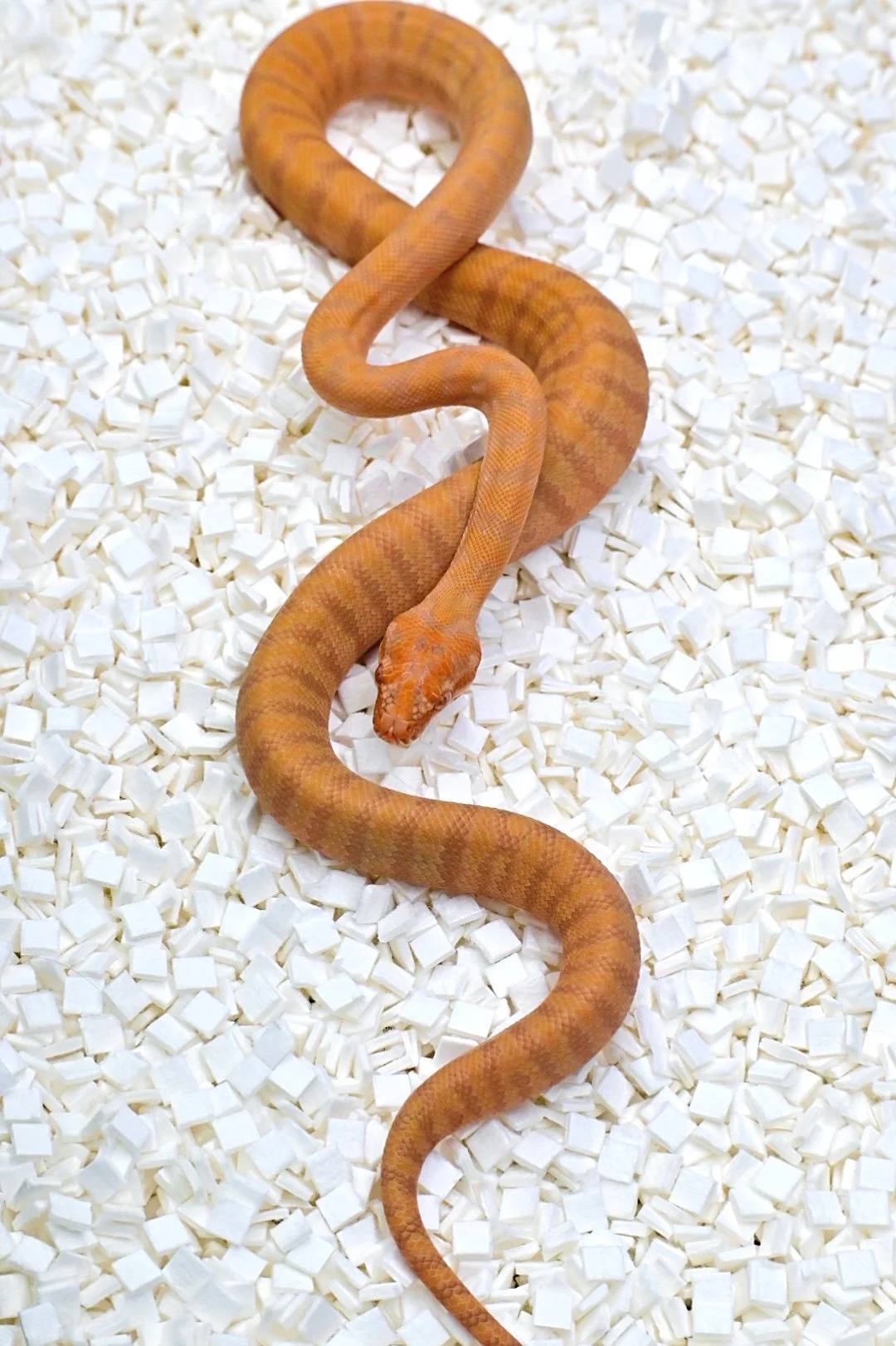 Sunglow 50% Het Axanthic (Male)