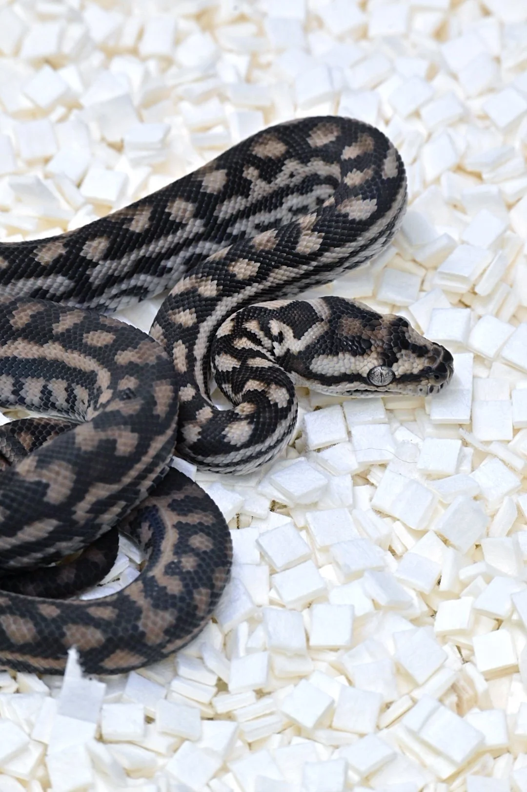 75% MD 100% Het Silver Pepper (Female)