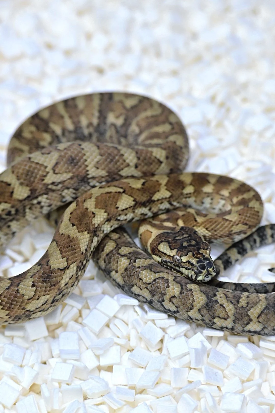 Royal Red Jungle (Male)