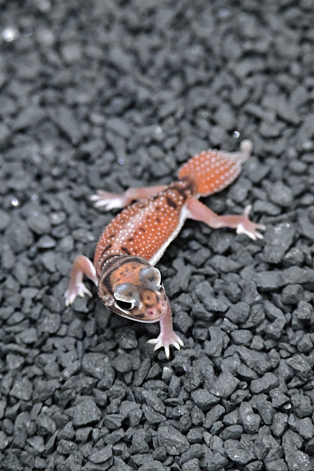 Smooth Knob Tail Gecko High White (Male)