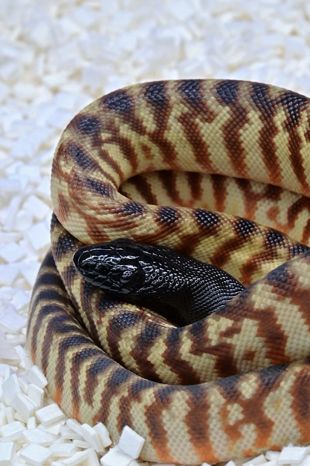Black-Headed Python (Female)