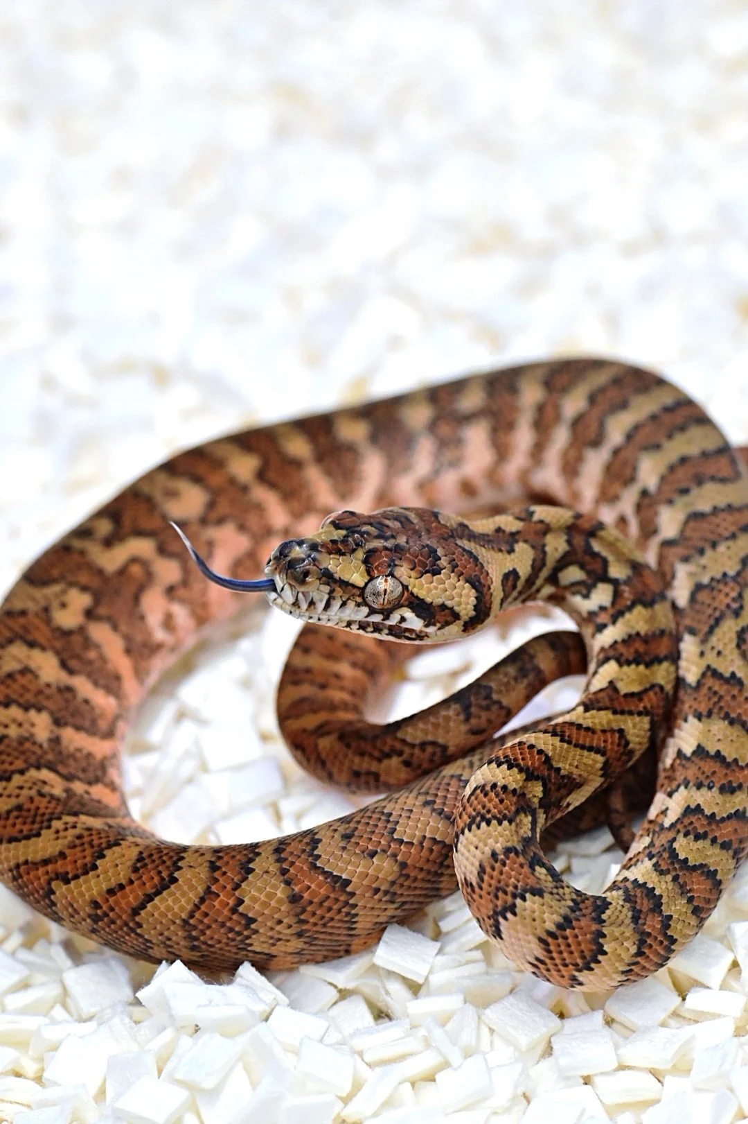 Caramel Poss TH Alb/Ax/Granite (Male)