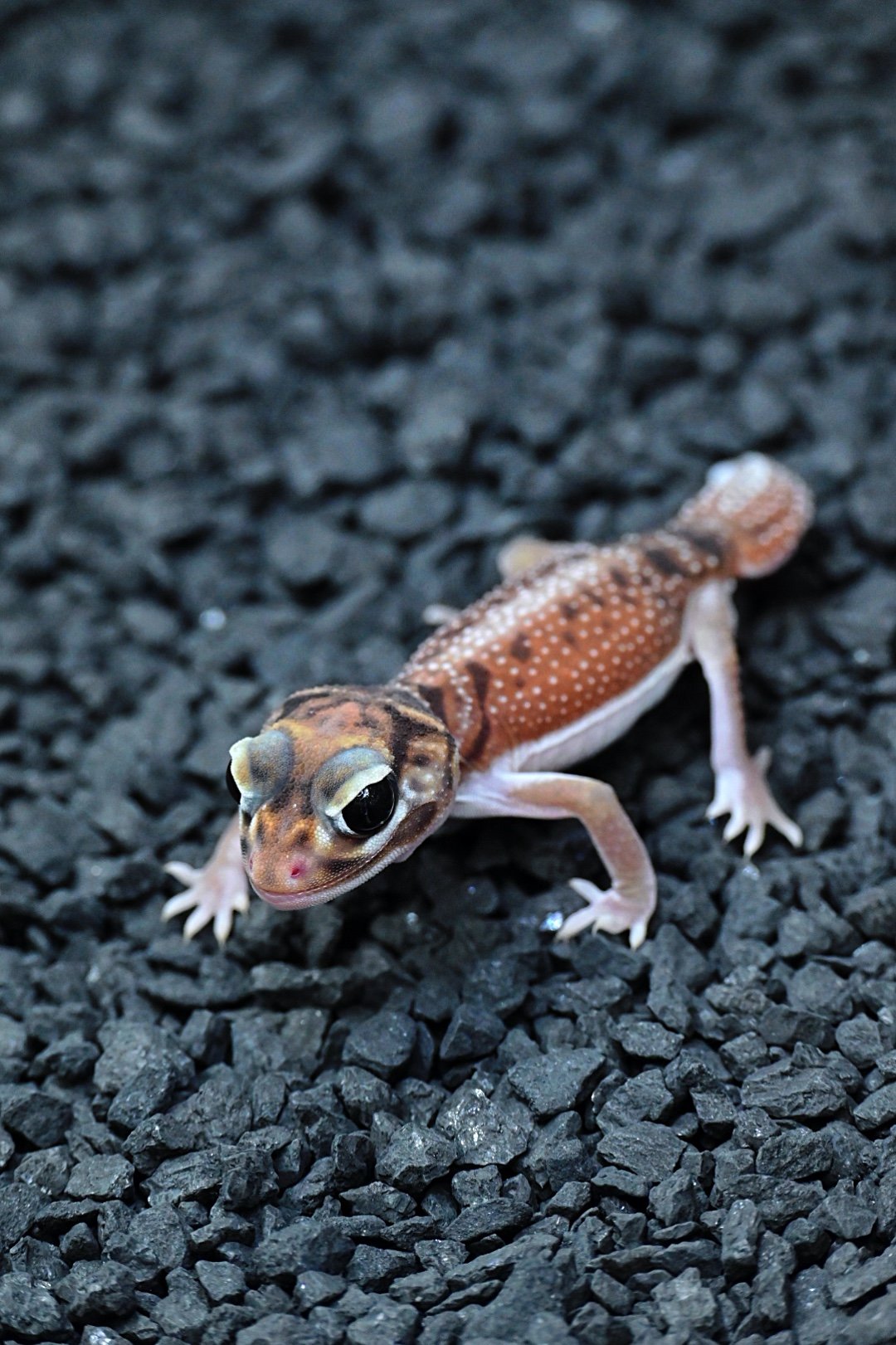 Smooth Knob Tail Gecko 66% DH Albino/ Patternless (Female)