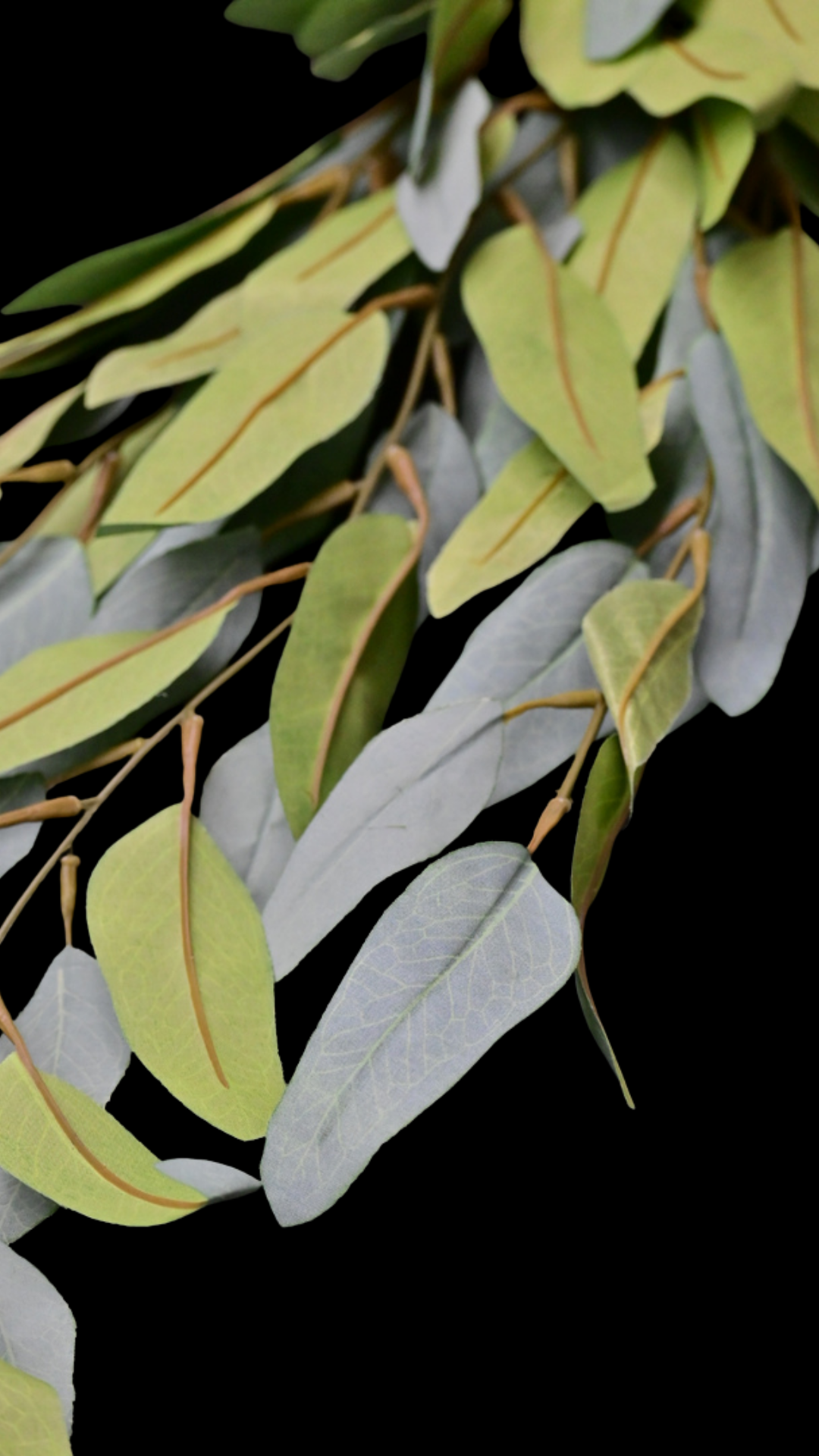 Gum Nut Hanging Bush