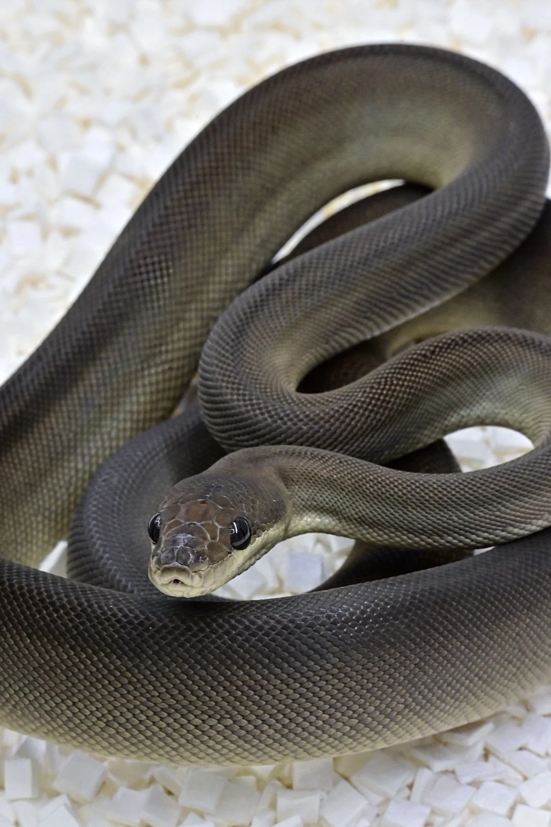 Olive Python (Female)