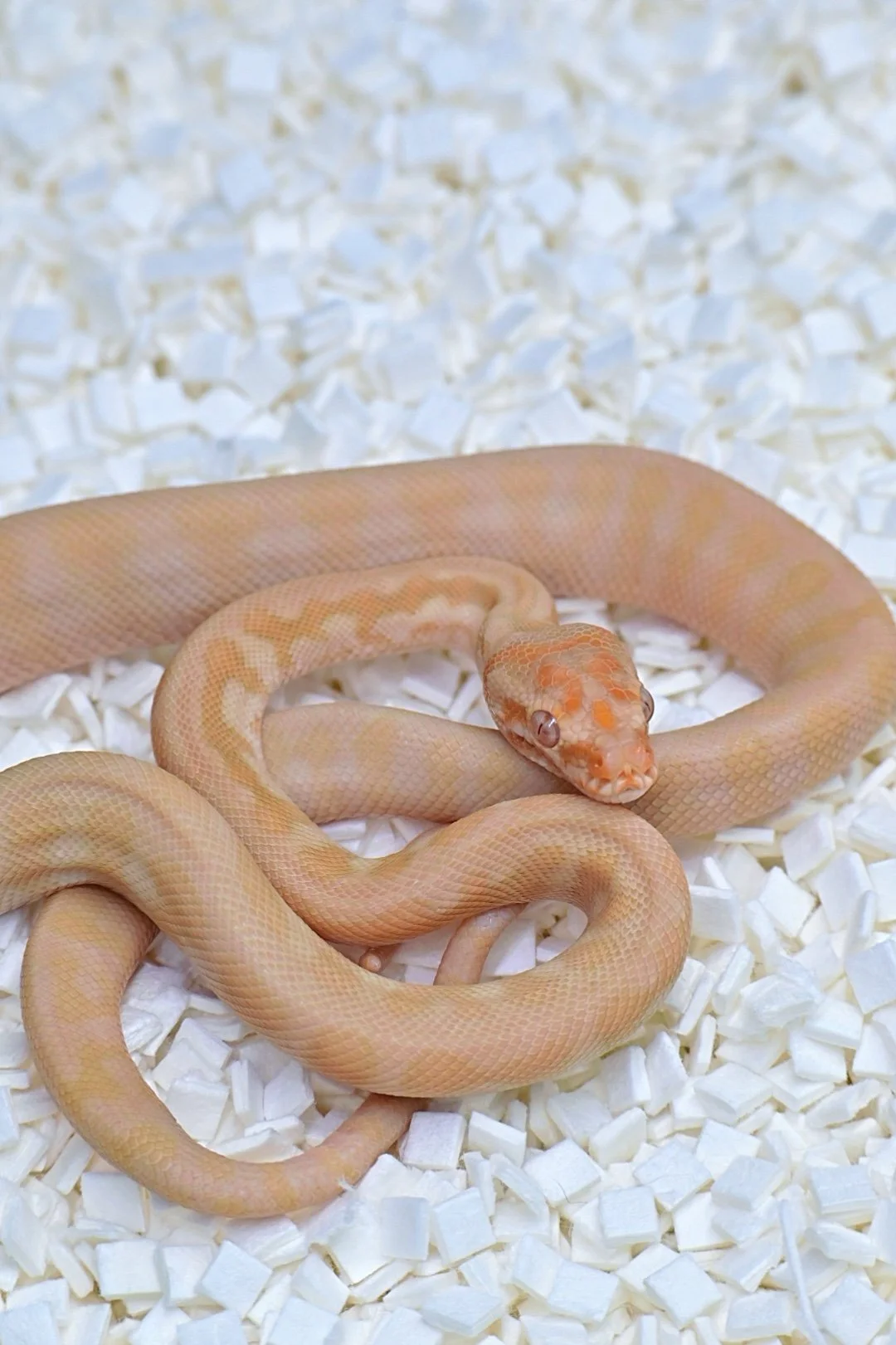 Albino Jag 66% DH Axanthic/ Granite (Female)